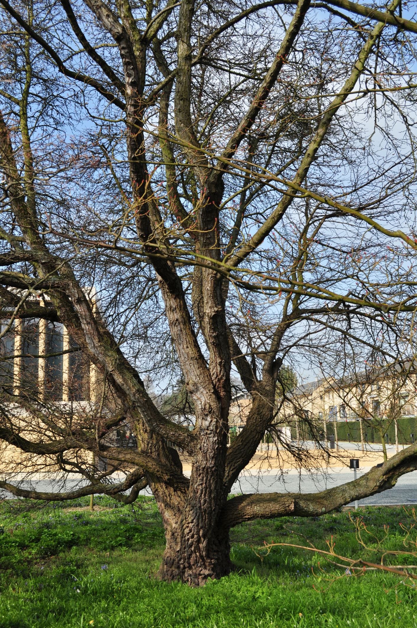 Image of Liquidambar orientalis