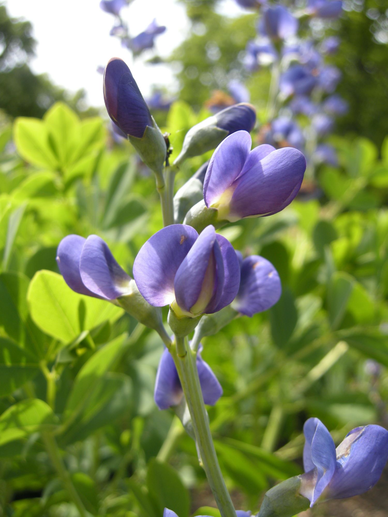 Image of Baptisia australis