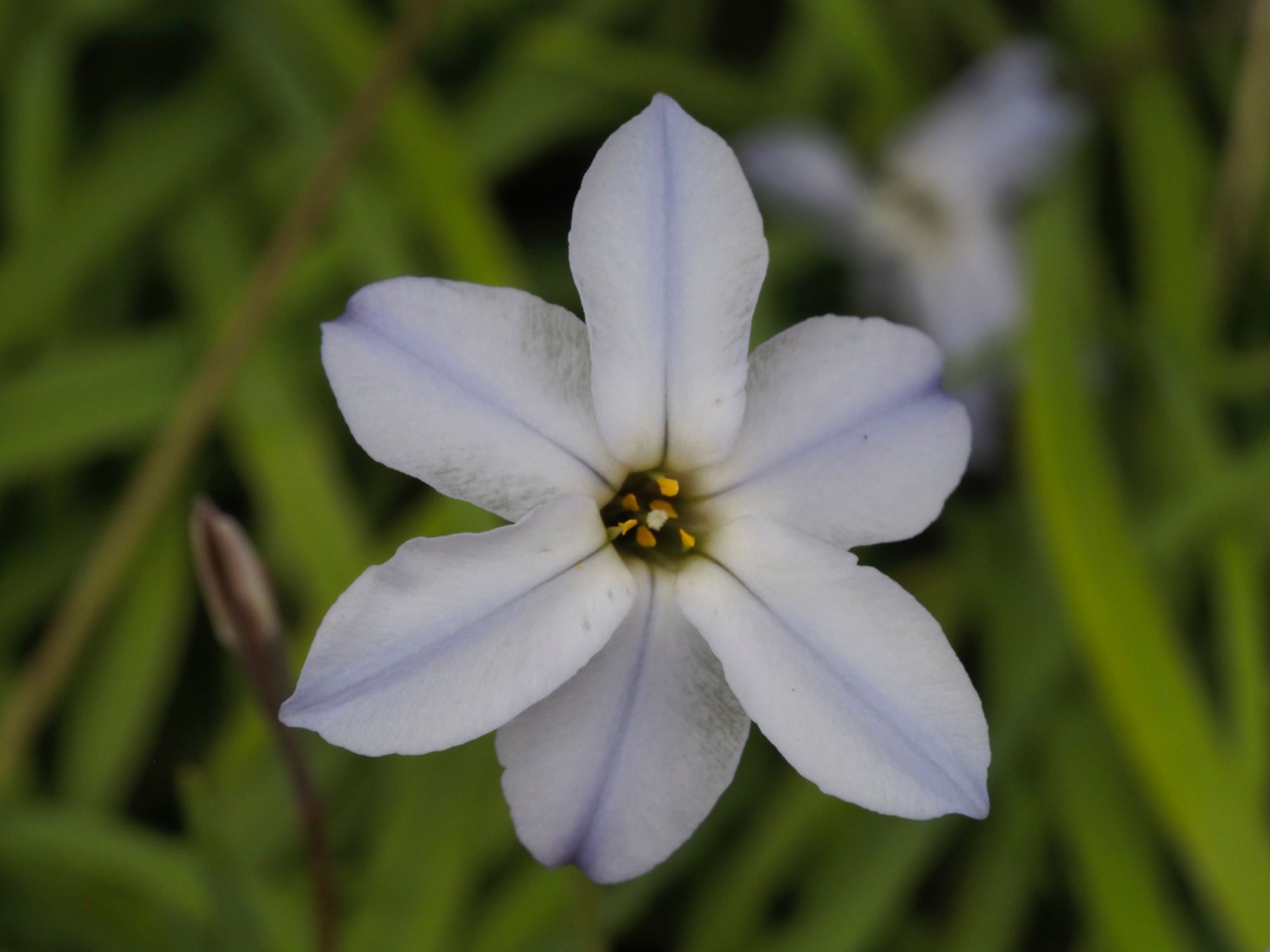 Image of Ipheion uniflorum 'Violaceum'