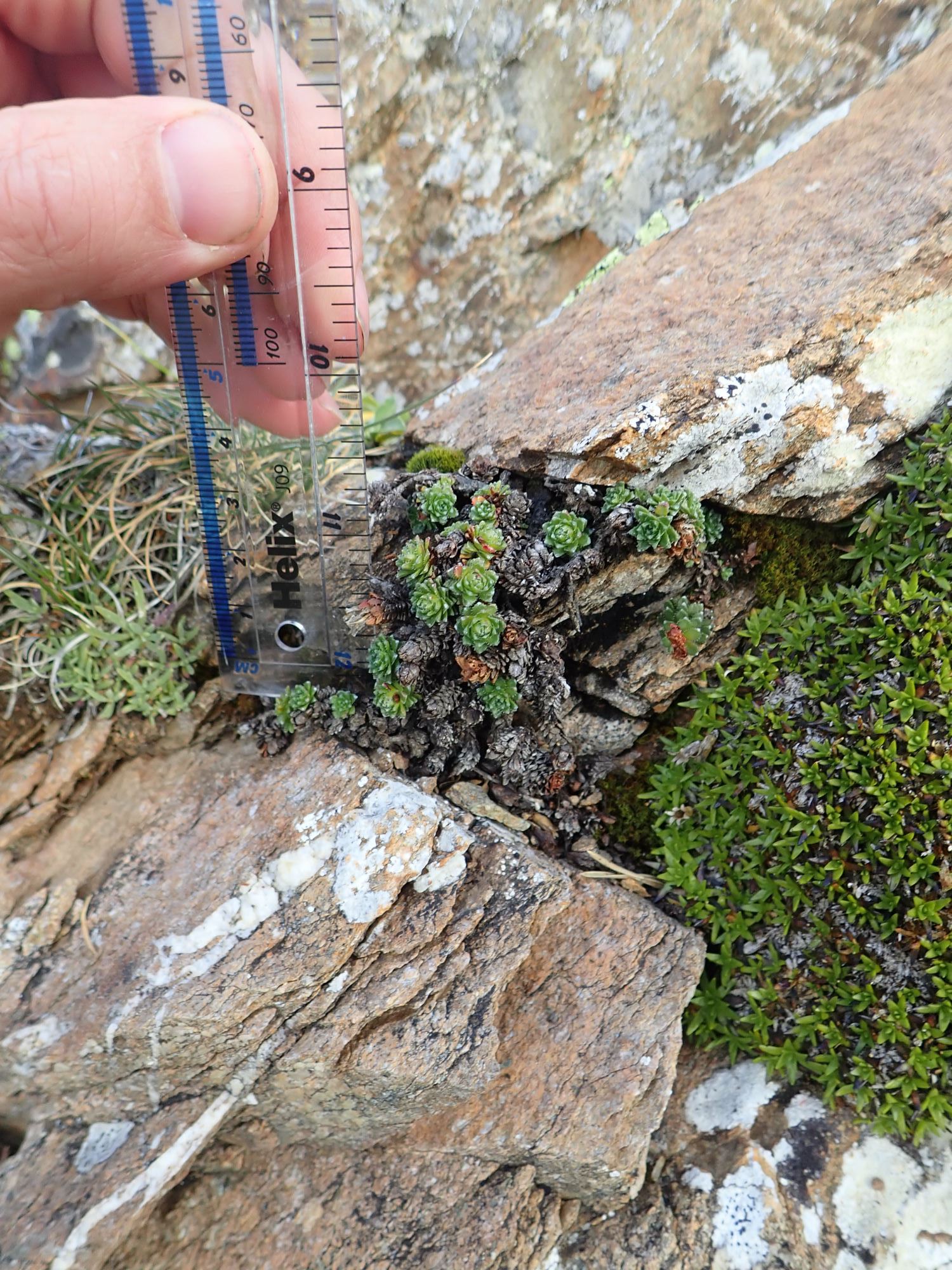 Image of Saxifraga oppositifolia subsp. paradoxa