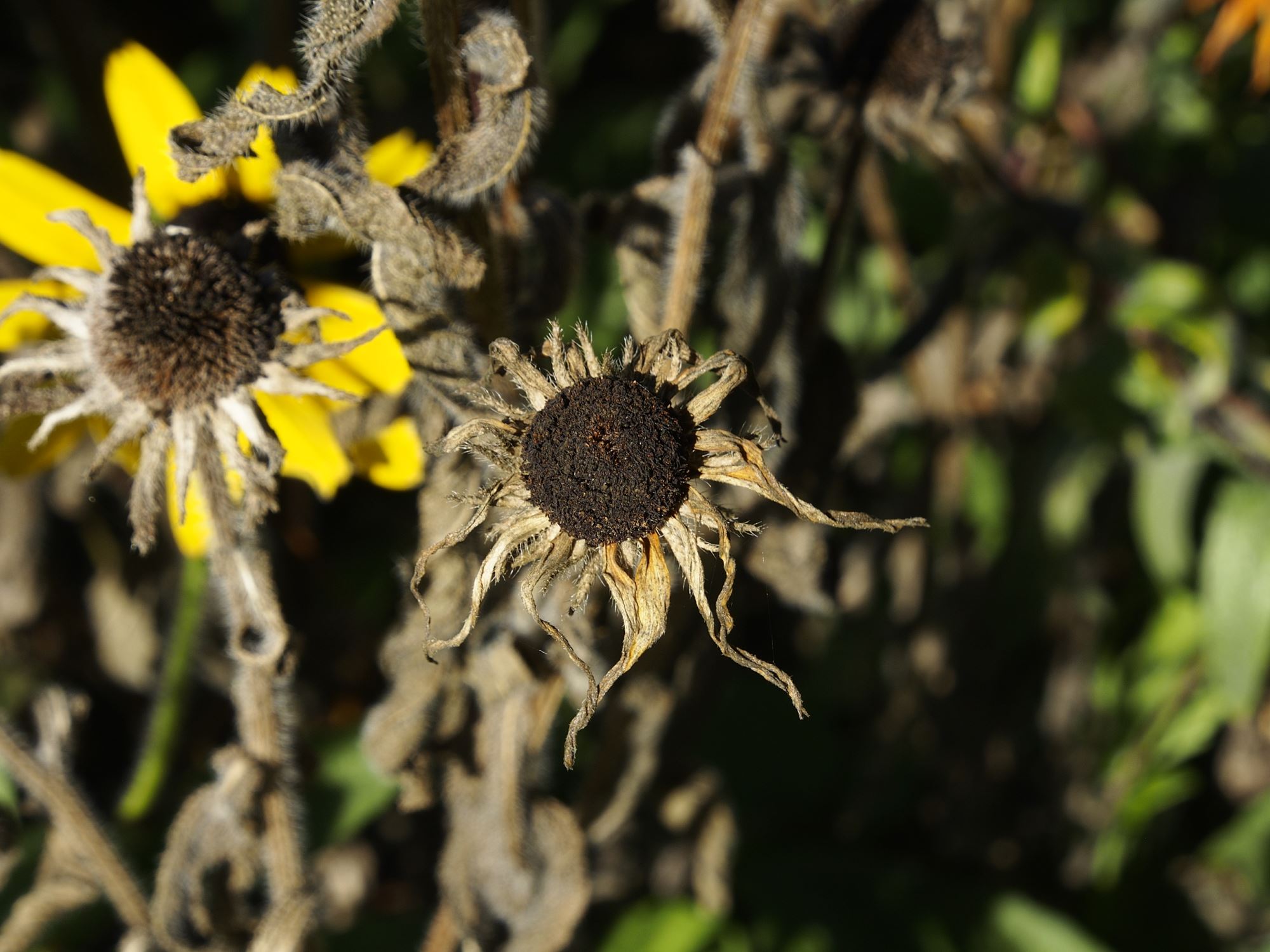 Image of Rudbeckia fulgida