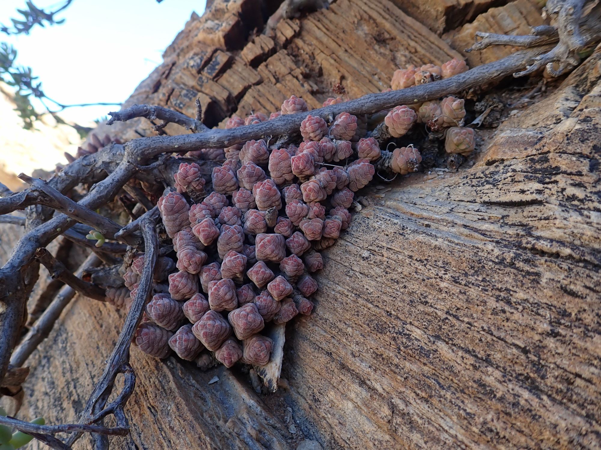 Image of Crassula columella
