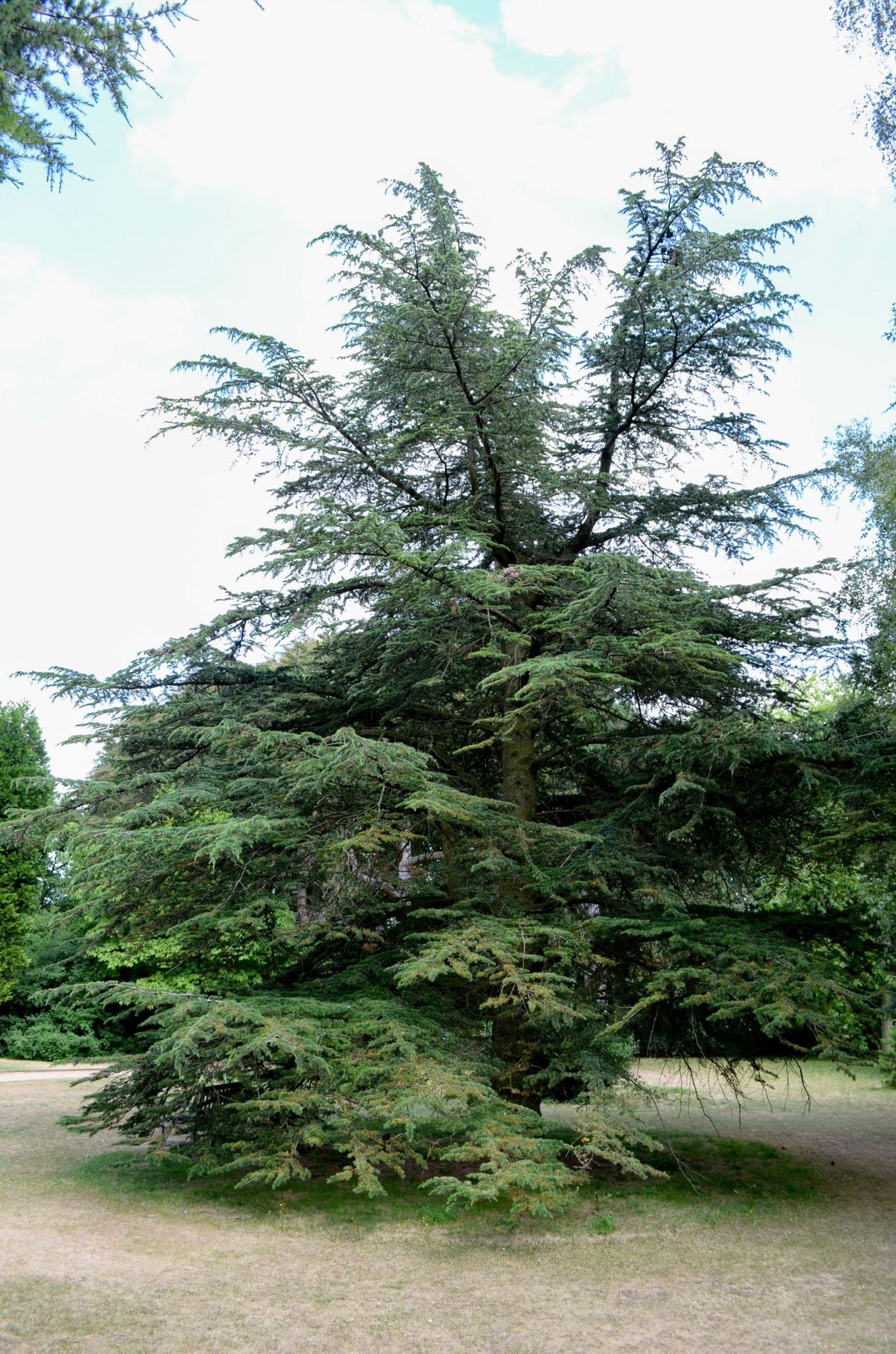 Image of Cedrus libani