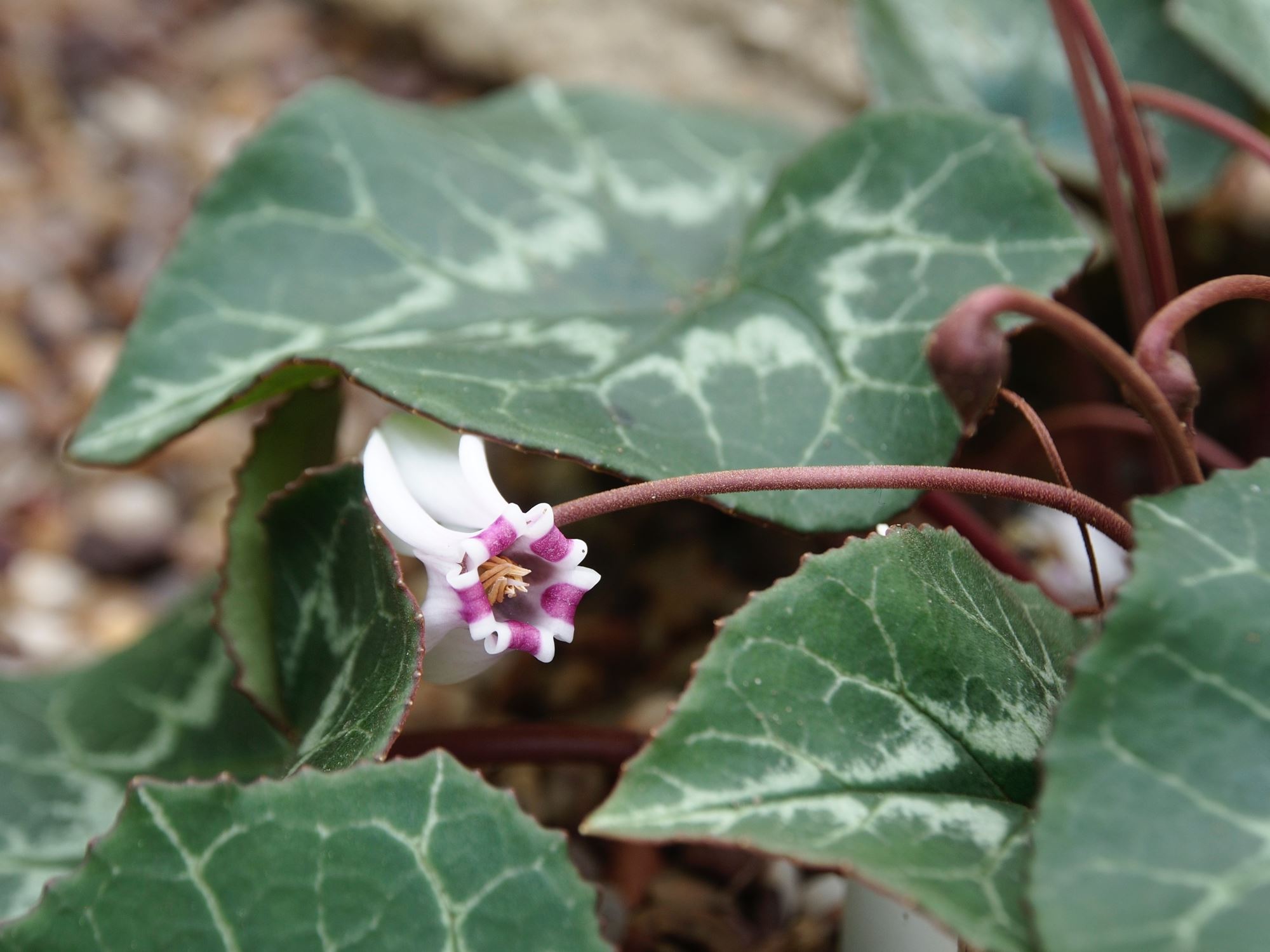 Image of Cyclamen africanum