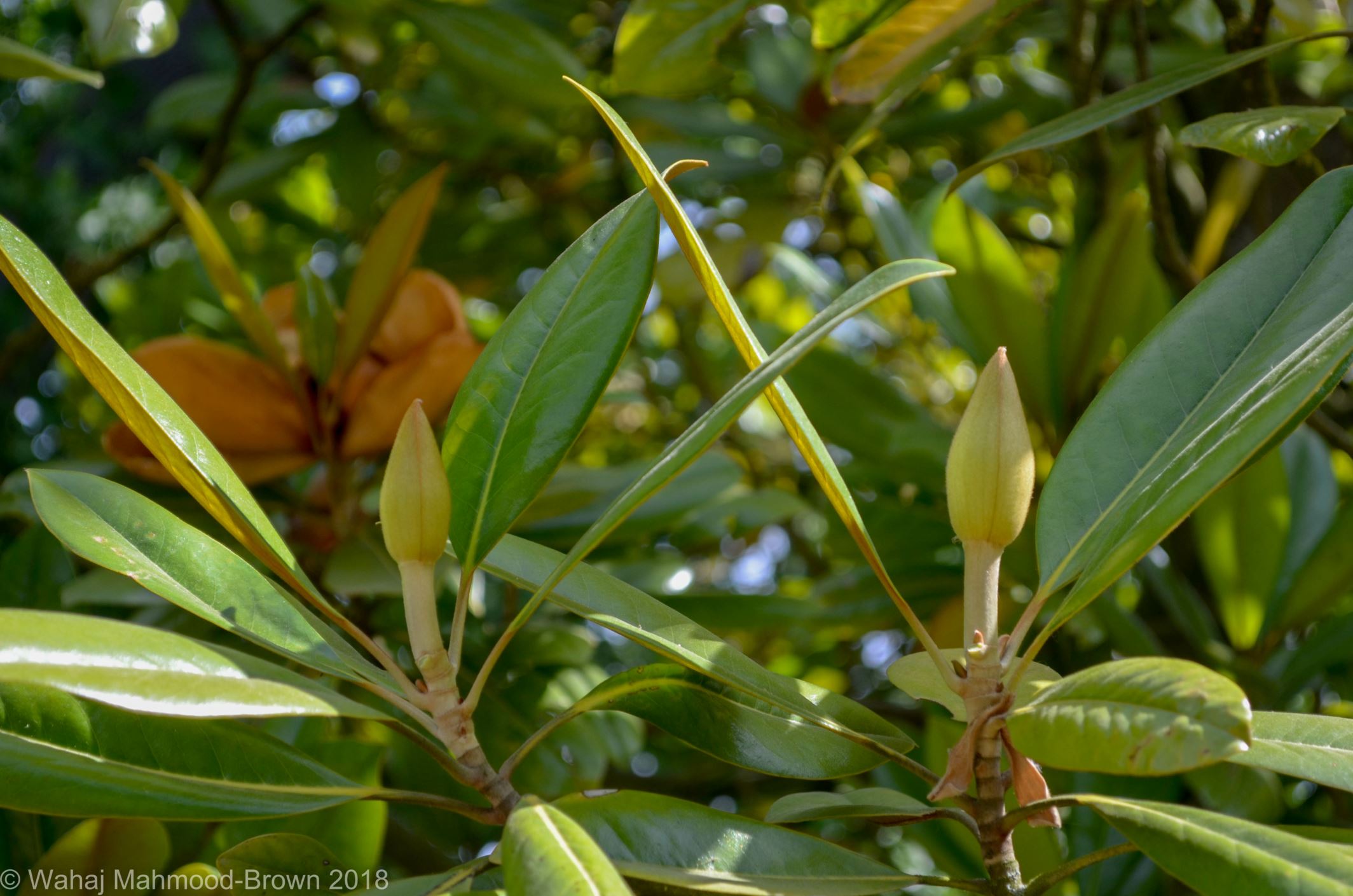 Image of Magnolia grandiflora