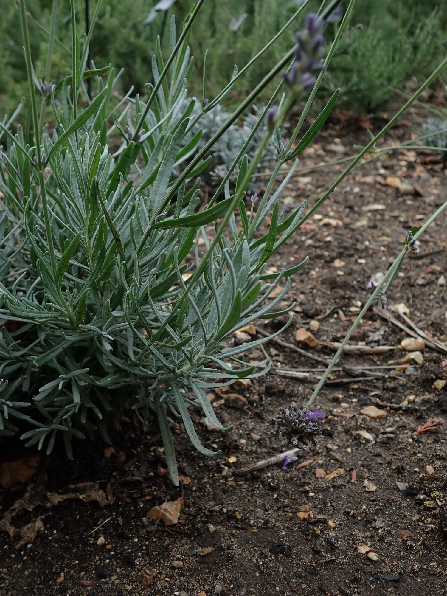 Image of Lavandula angustifolia subsp. angustifolia 'Mailette'