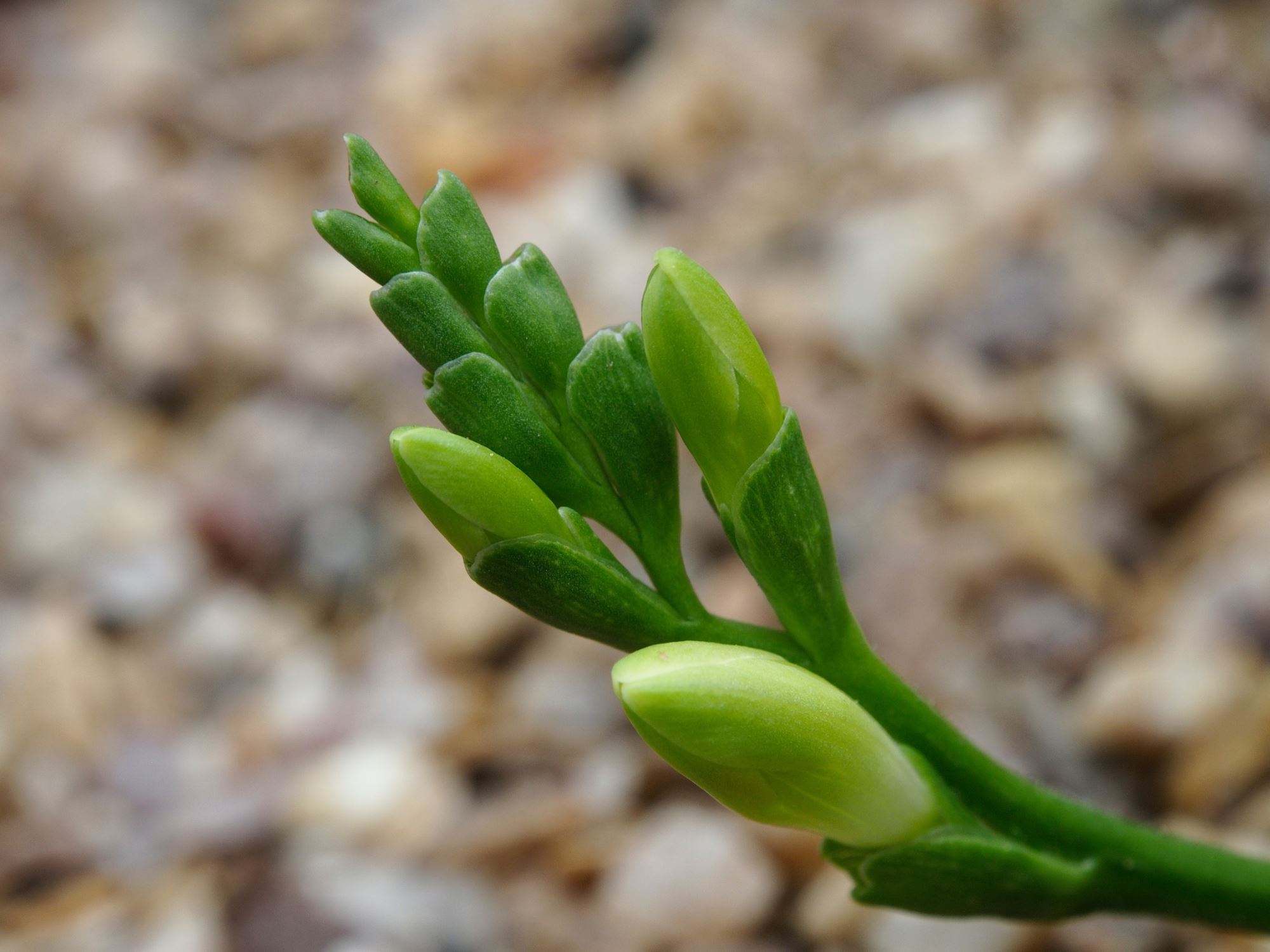 Image of Freesia caryophyllacea