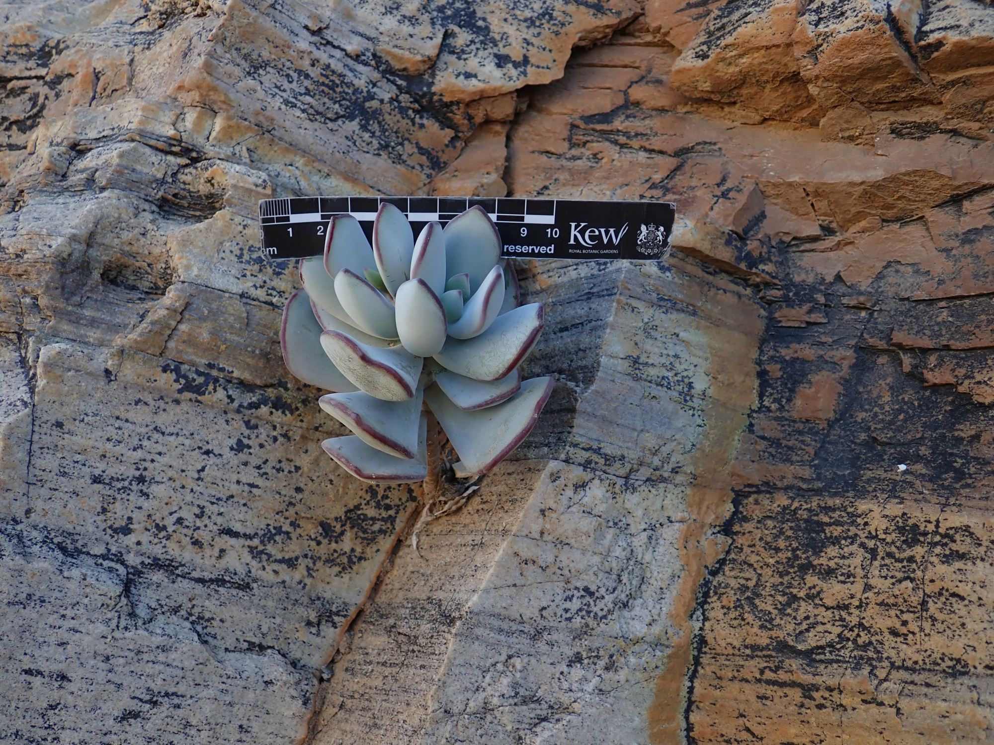 Image of Cotyledon orbiculata