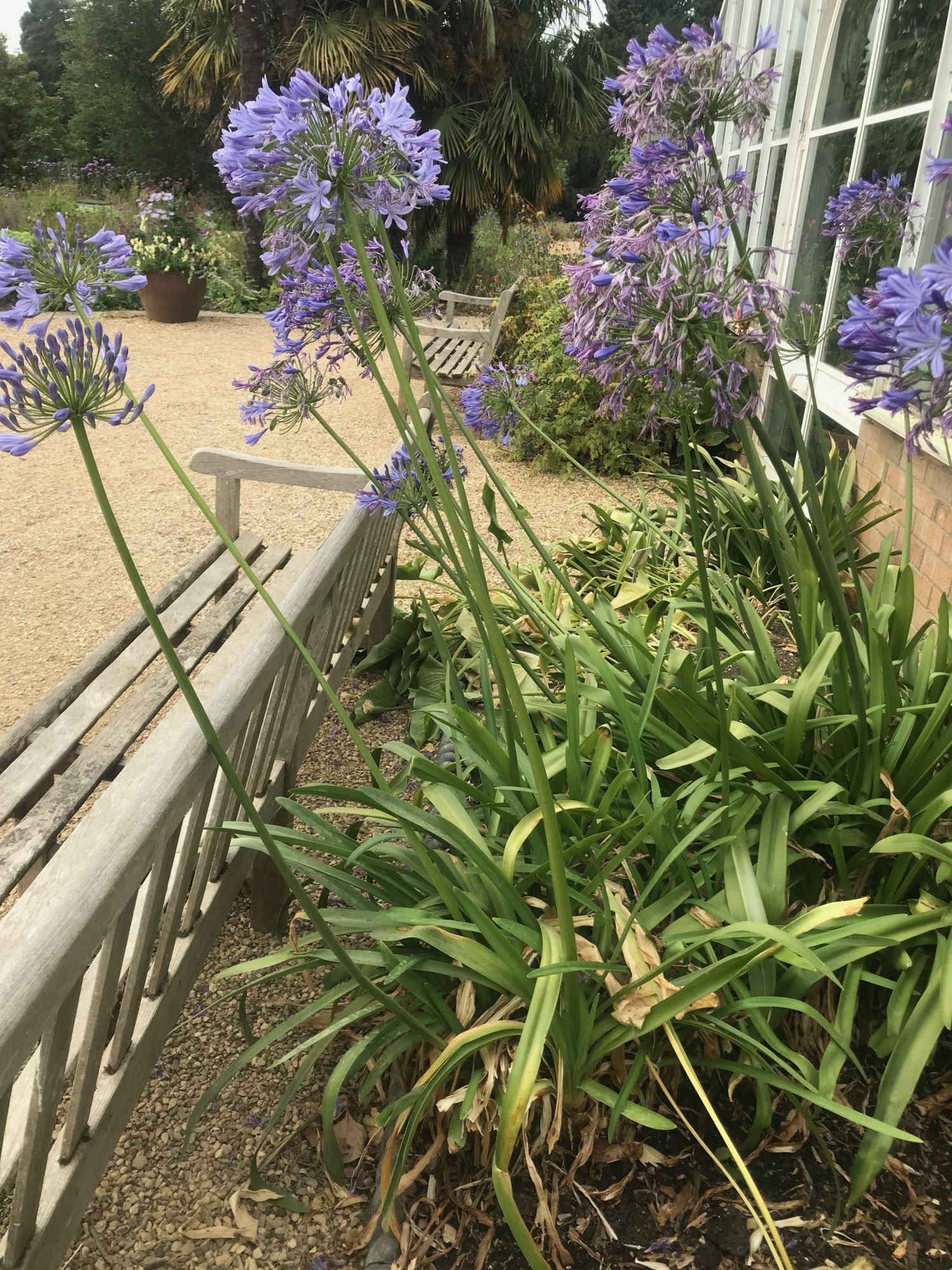 Image of Agapanthus praecox subsp. orientalis