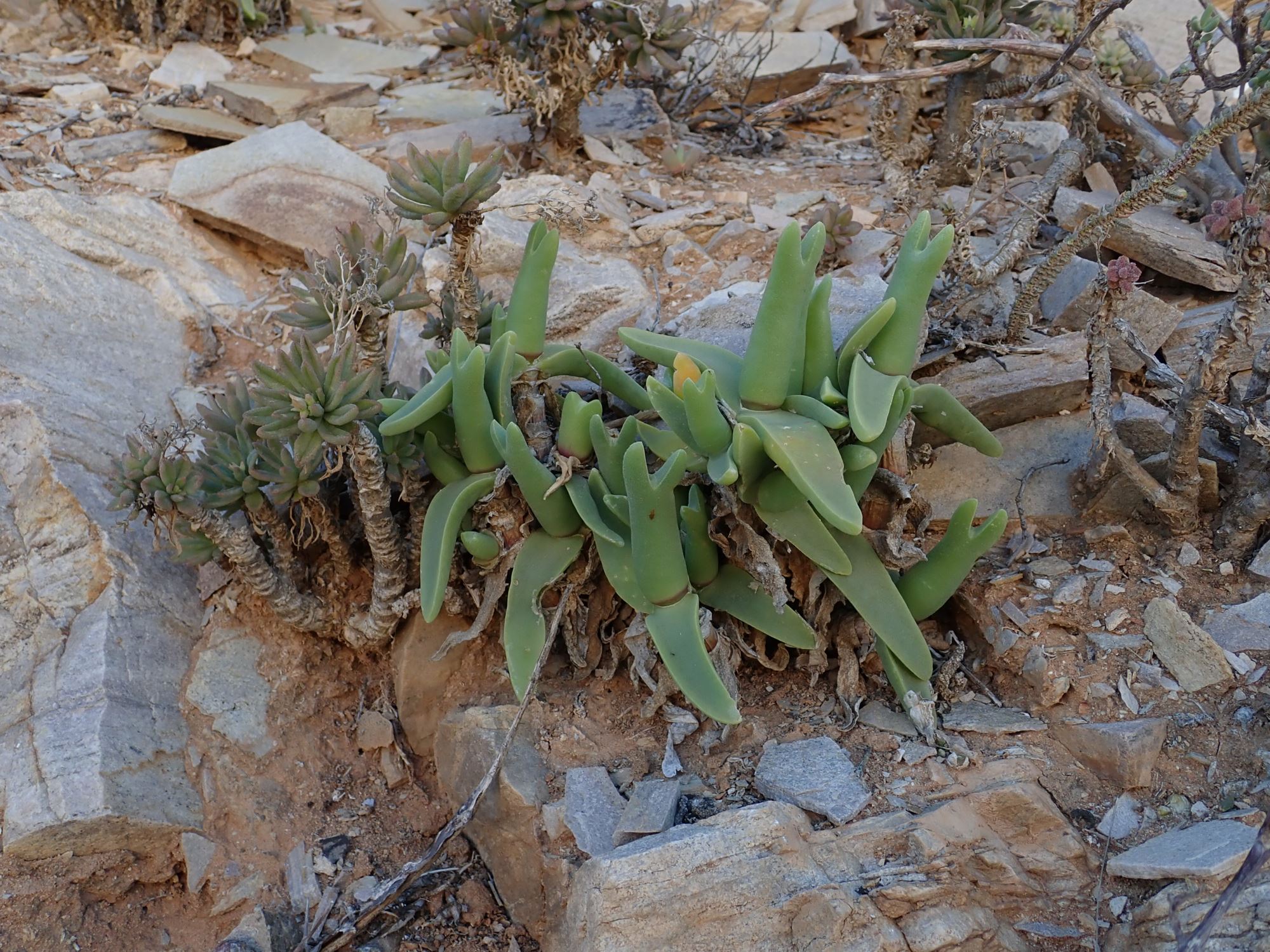Image of Mitrophyllum mitratum