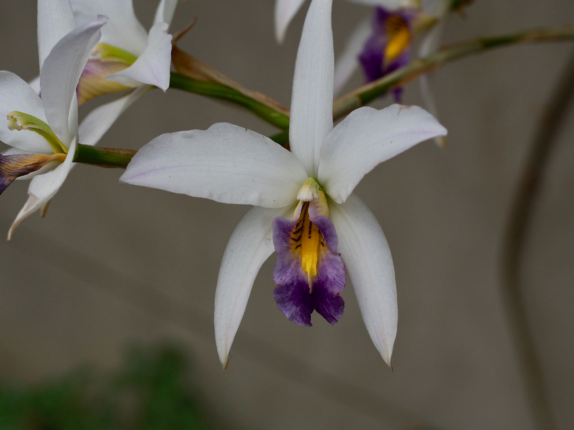 Image of Laelia anceps 'Veitchii'