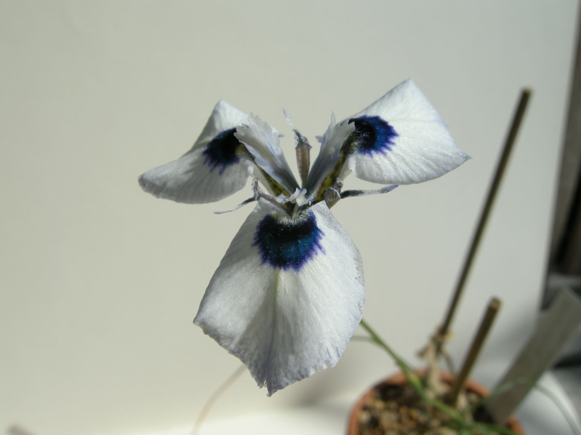Image of Moraea aristata