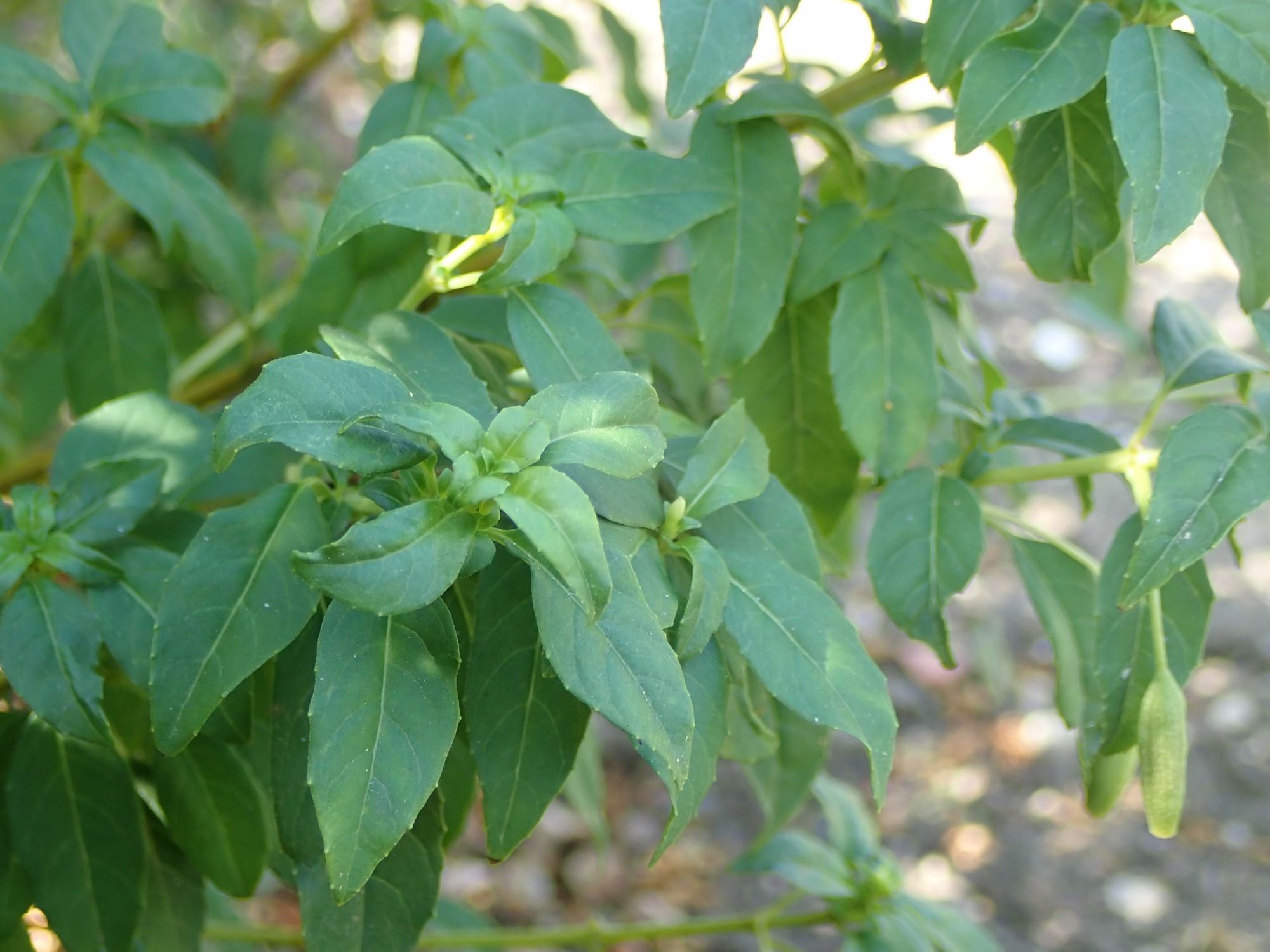 Image of Fuchsia magellanica var. molinae
