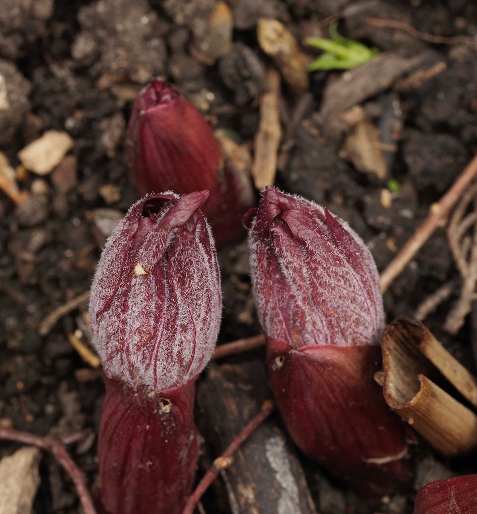 Image of Paeonia wittmanniana 'Mai Fleuri'