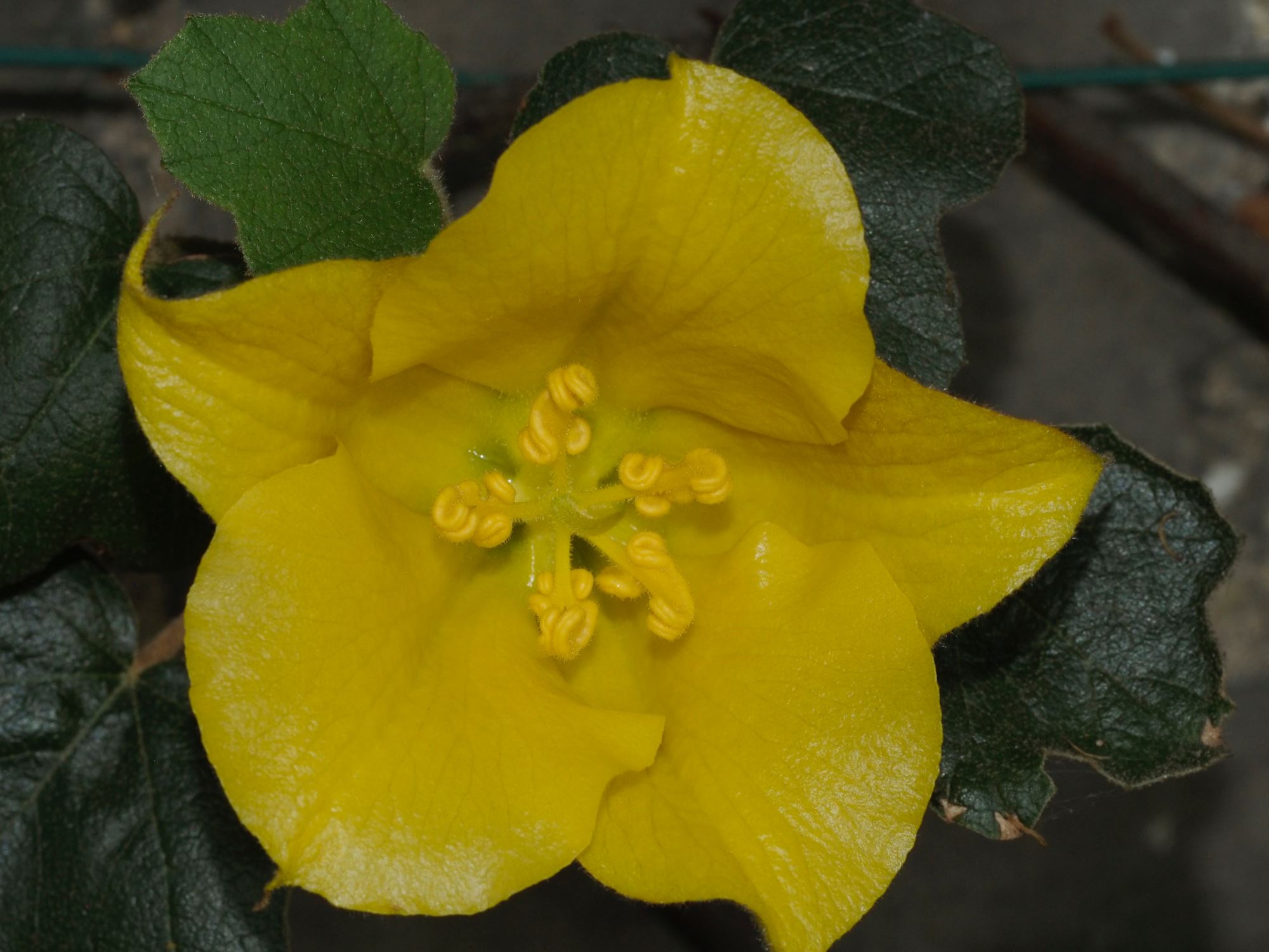 Image of Fremontodendron 'California Glory'