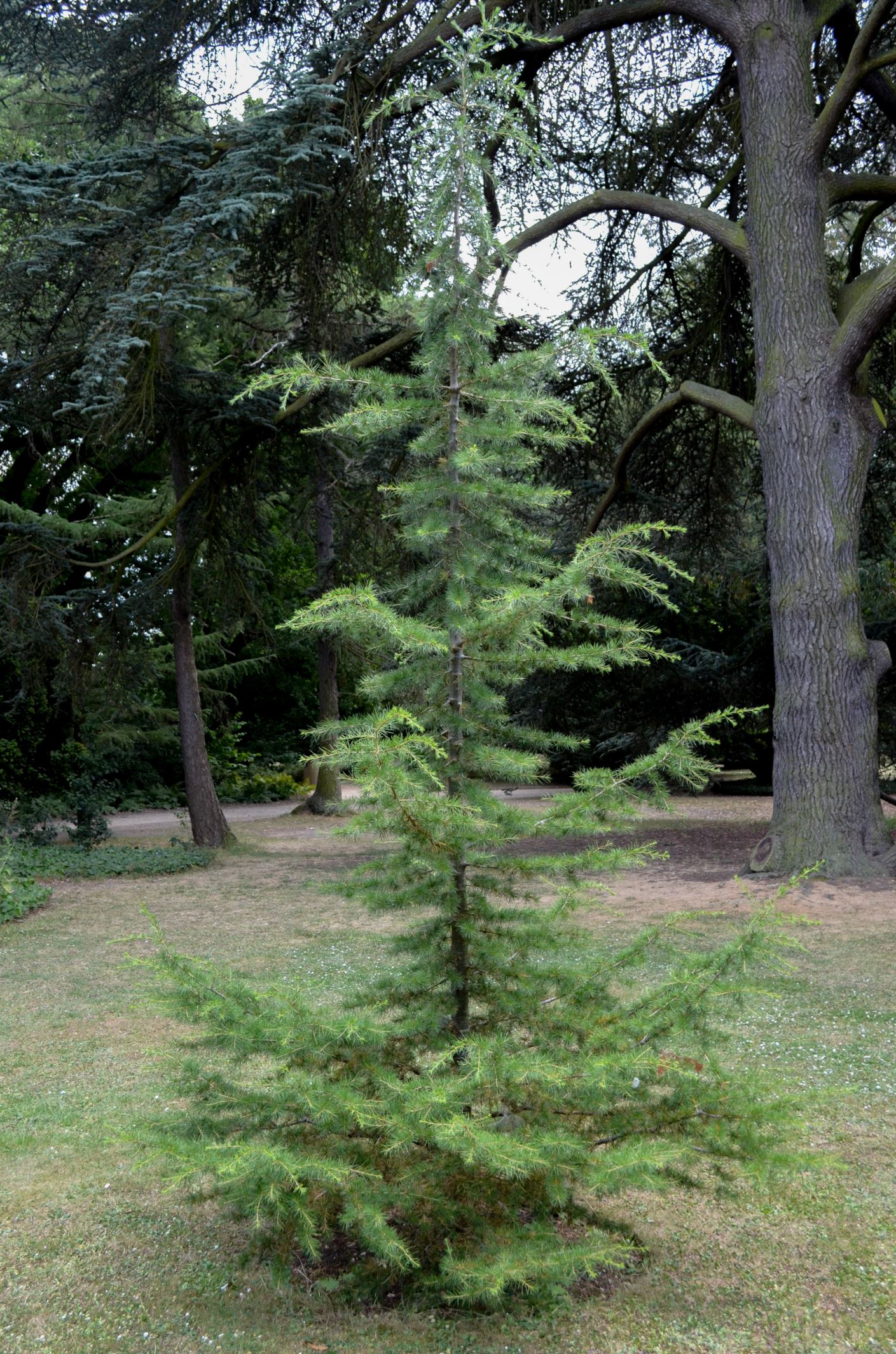 Image of Cedrus libani var. libani