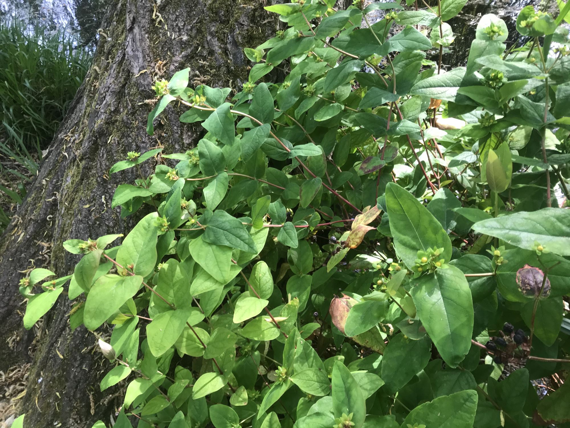 Image of Hypericum androsaemum