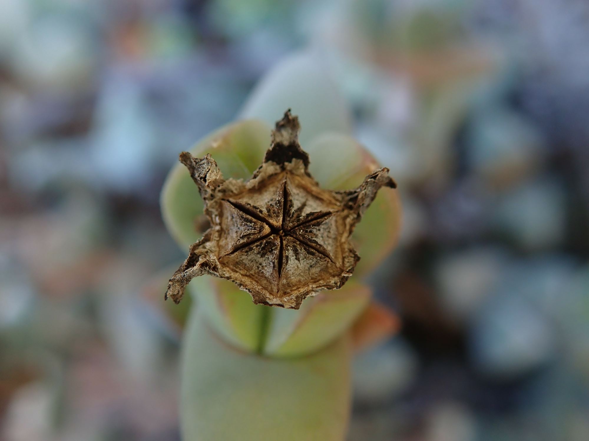 Image of Antimima sp.