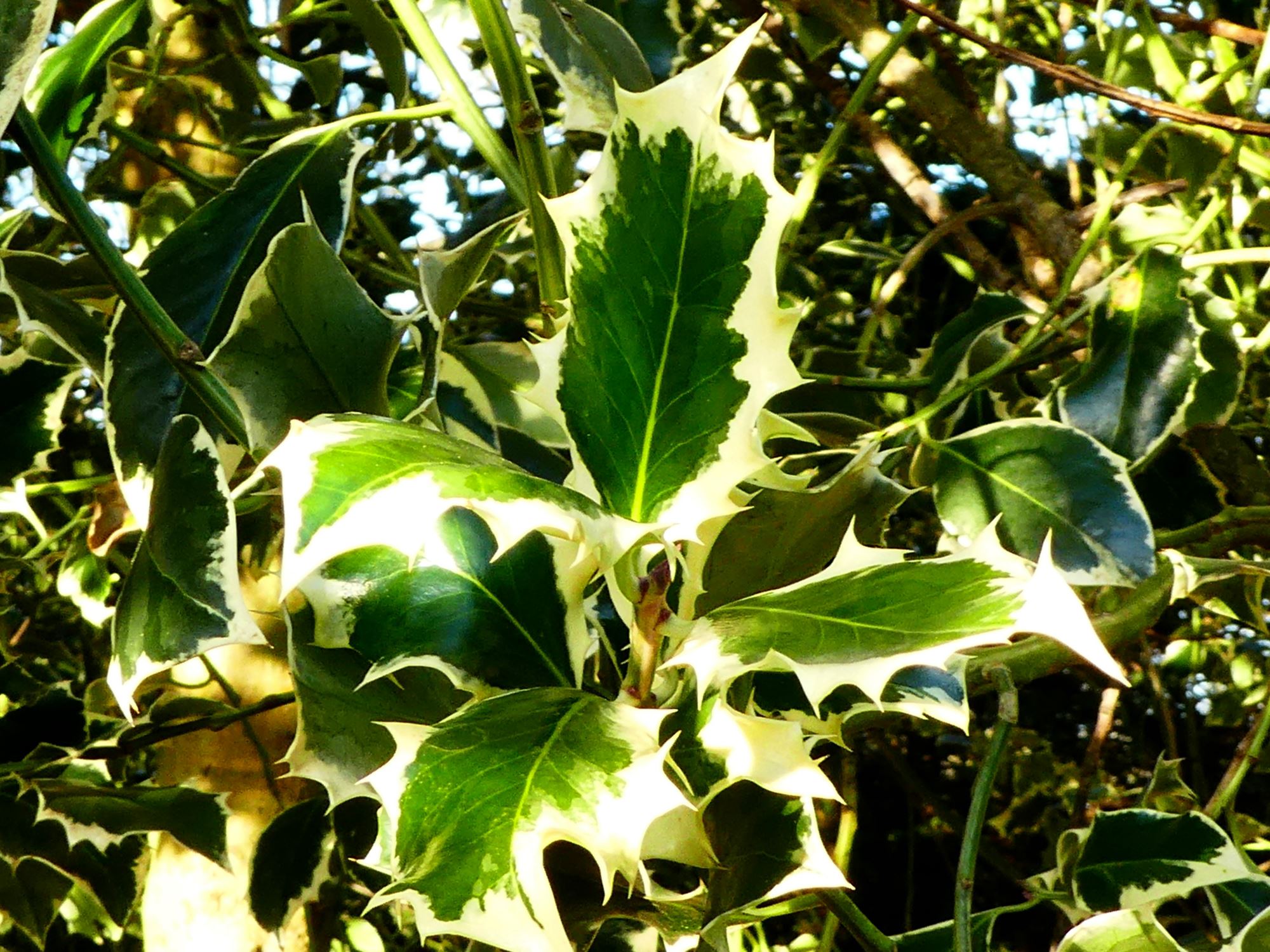 Image of Ilex aquifolium 'Argentea Marginata'
