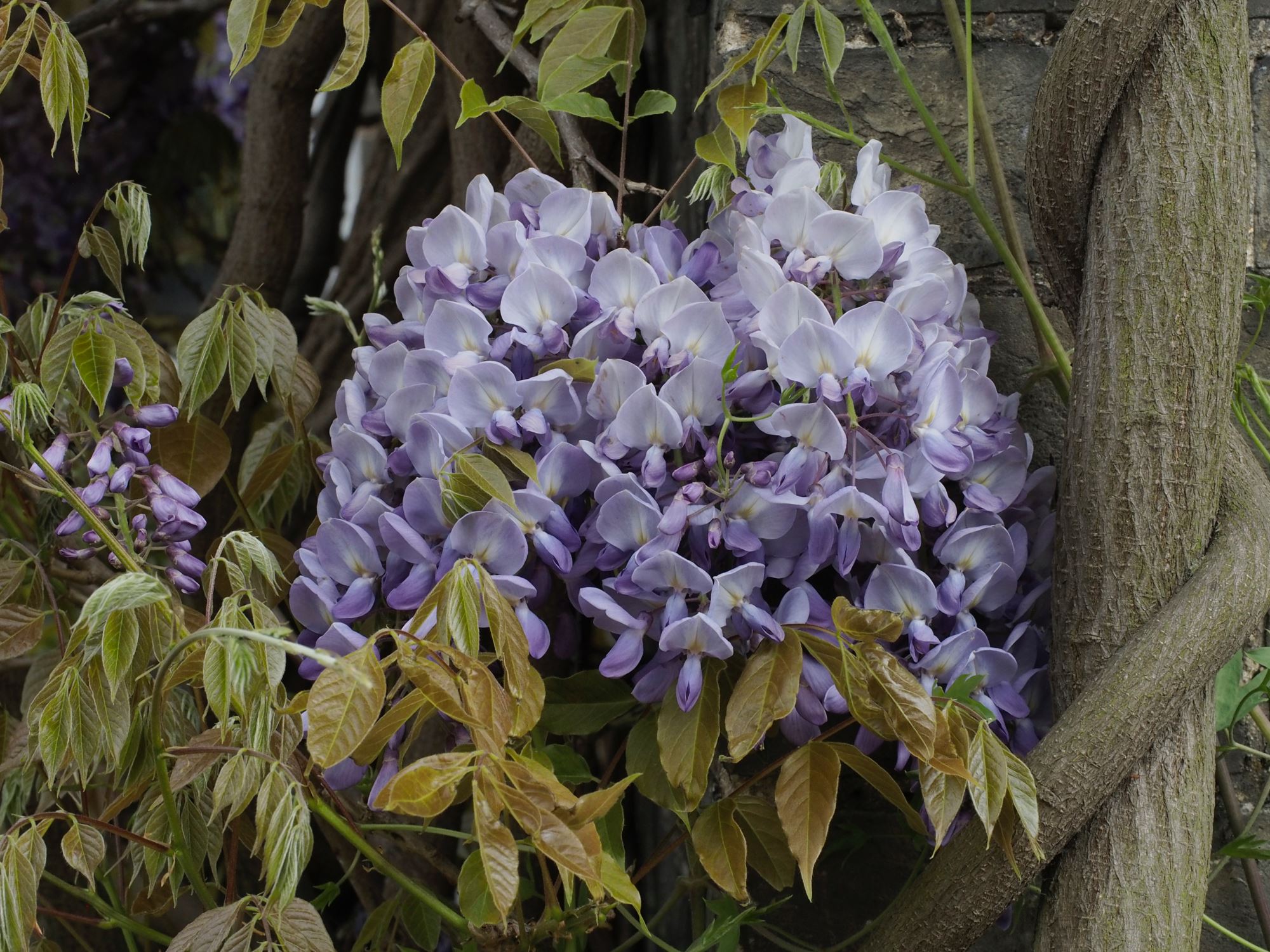 Image of Wisteria sinensis