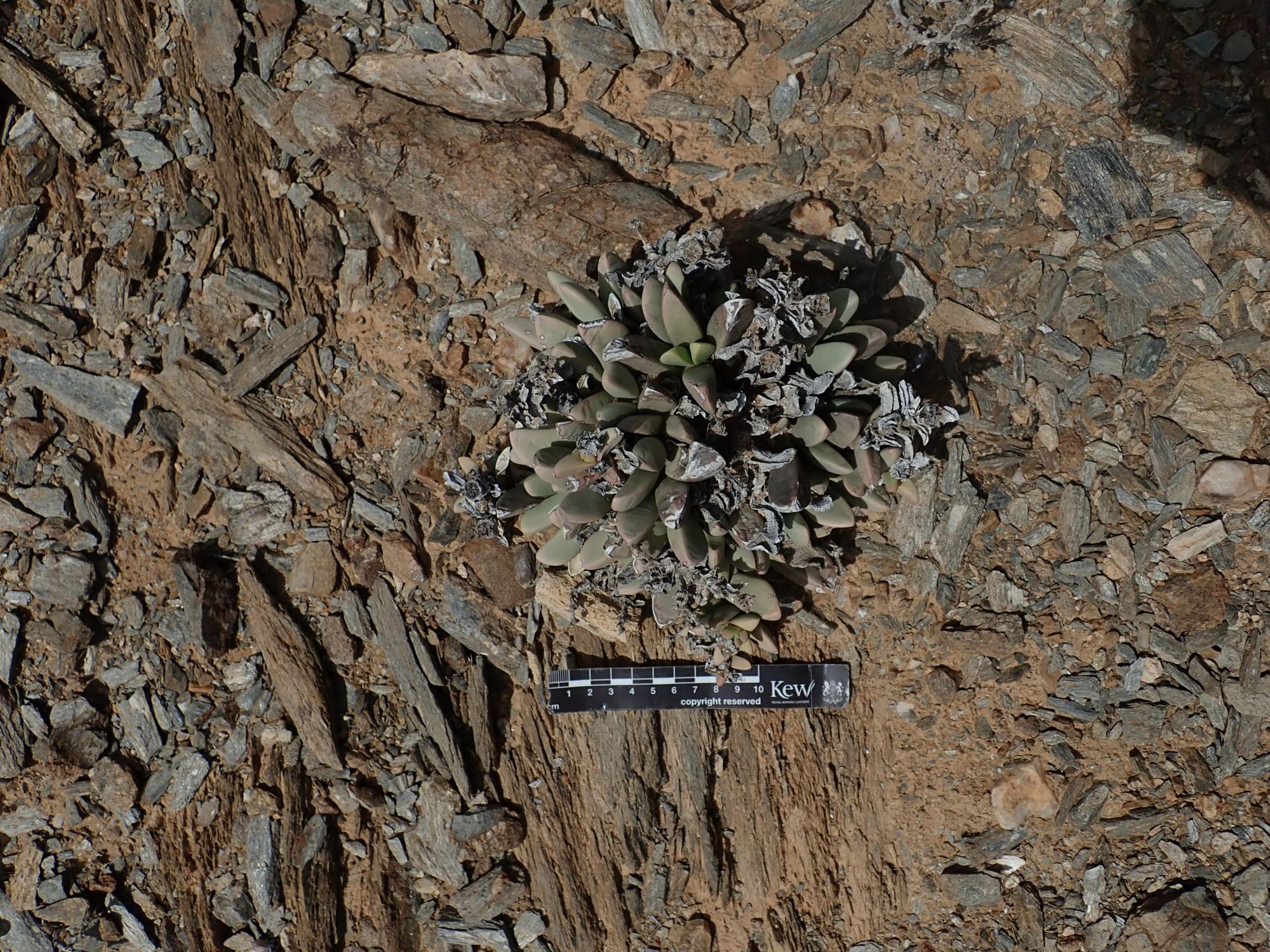 Image of Hartmanthus sp.