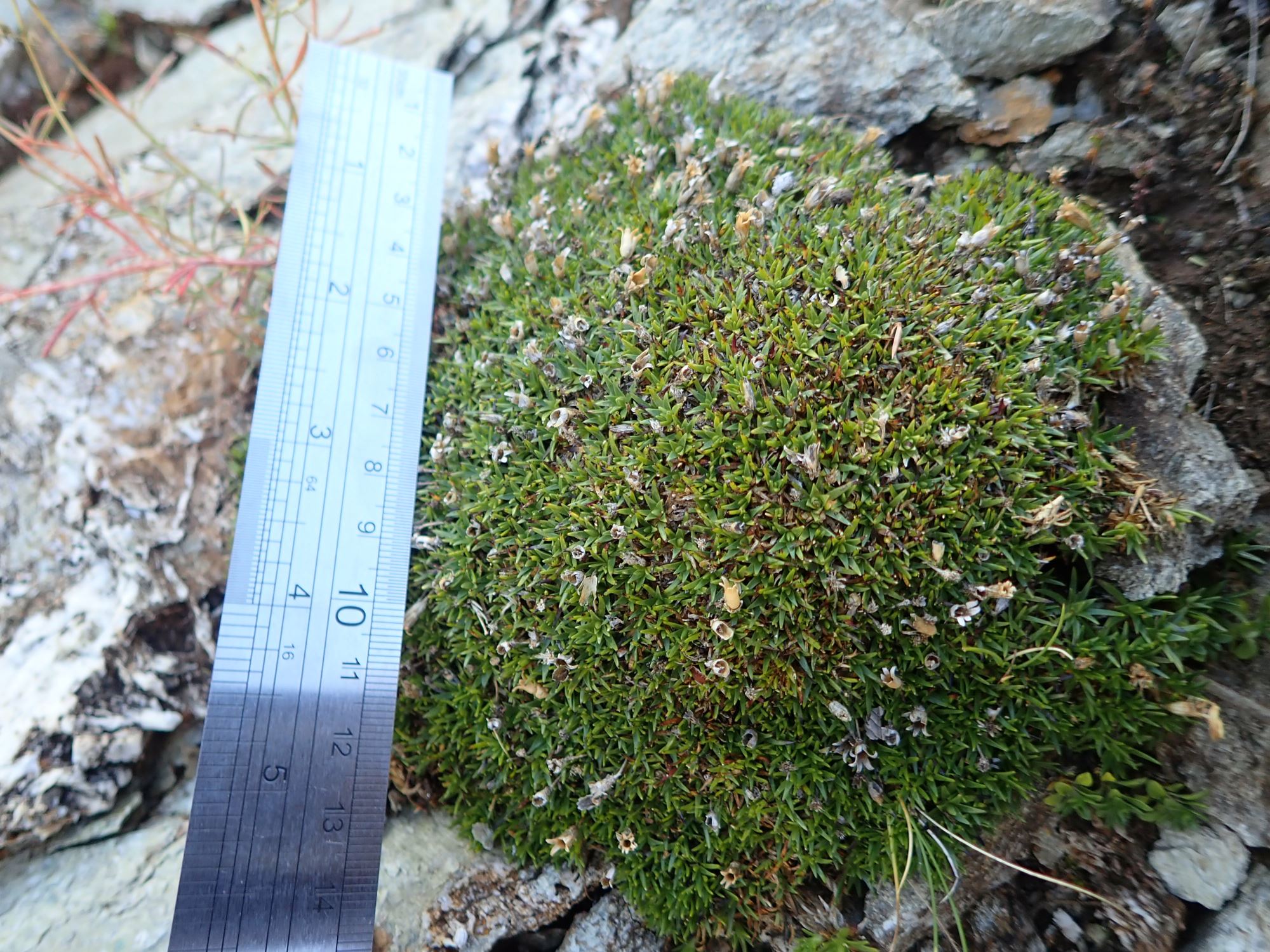 Image of Silene acaulis