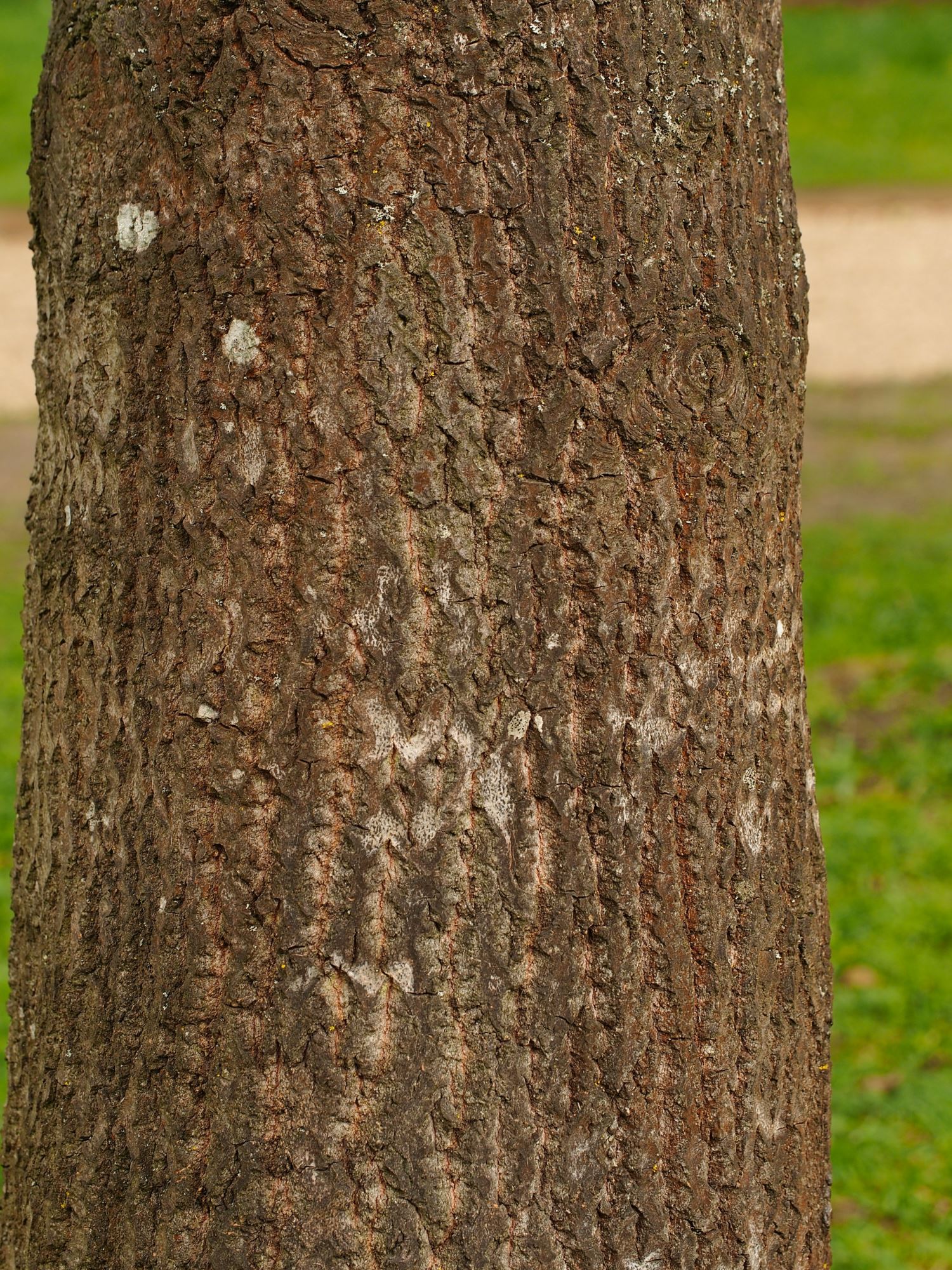 Image of Populus tremula