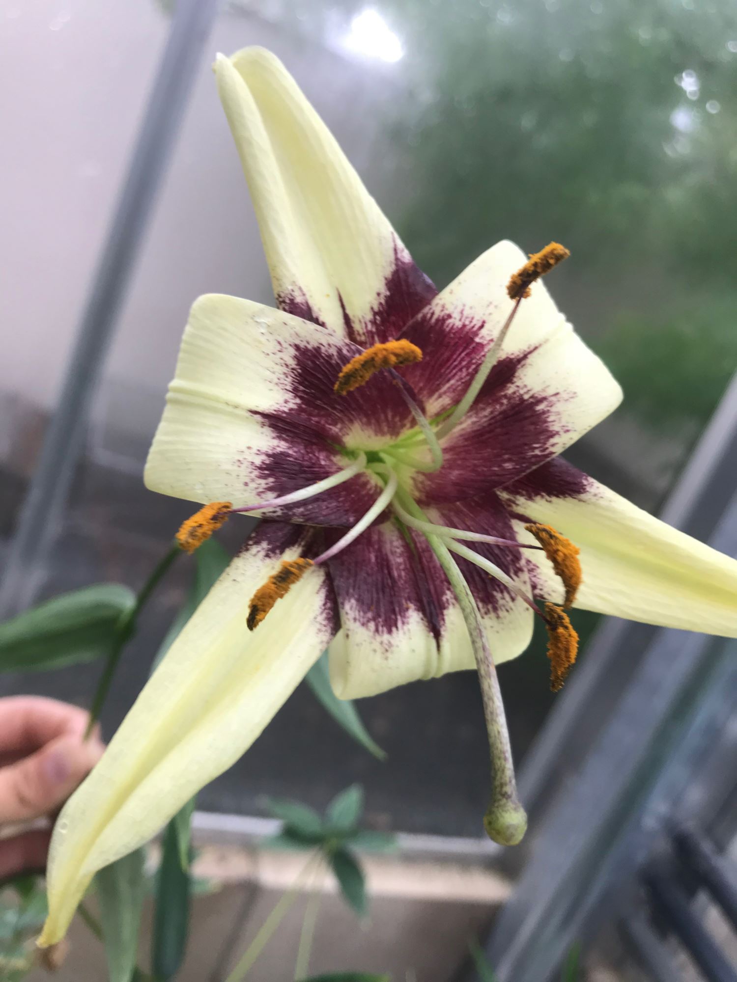 Image of Lilium poilanei