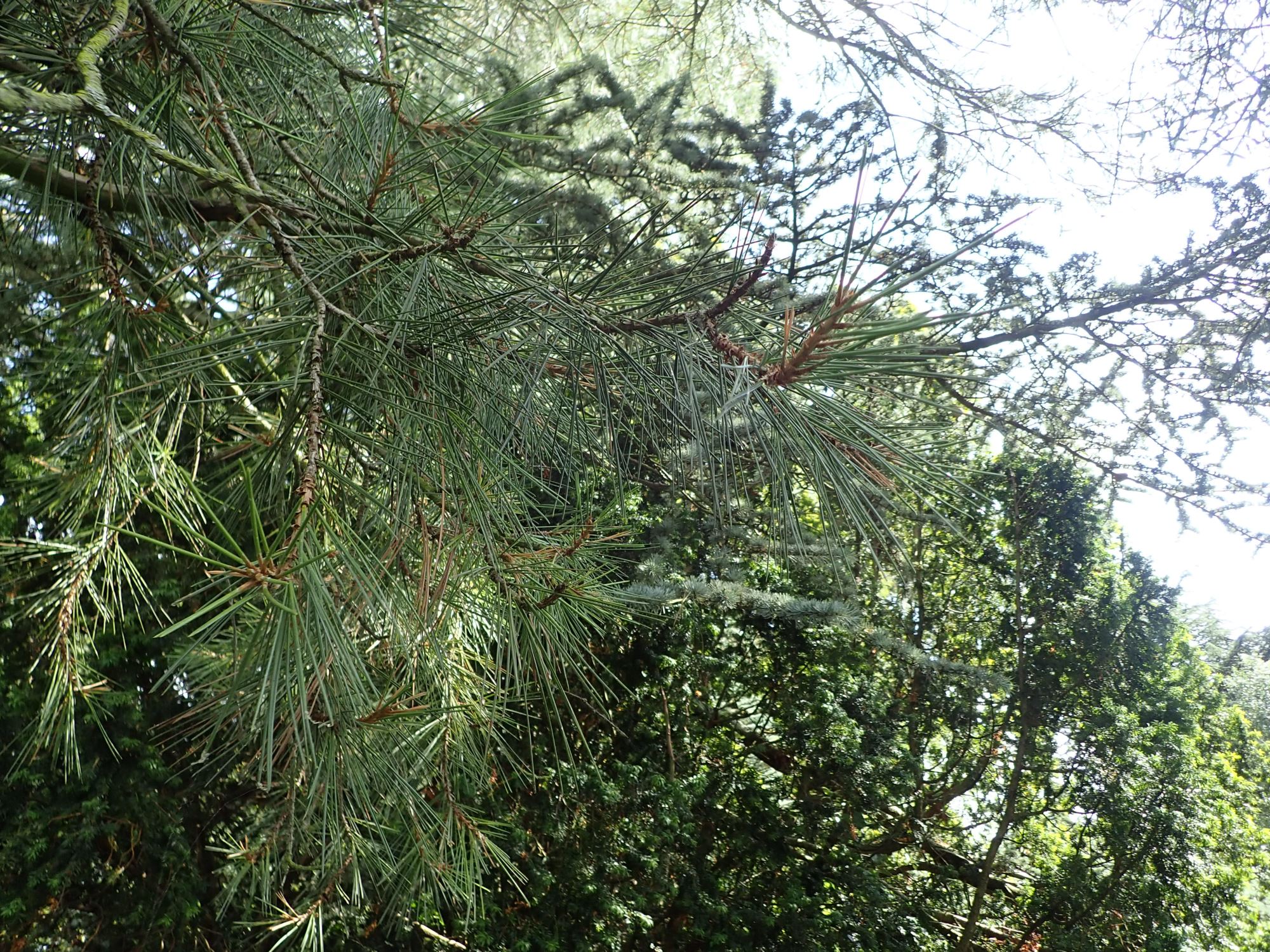 Image of Pinus gerardiana