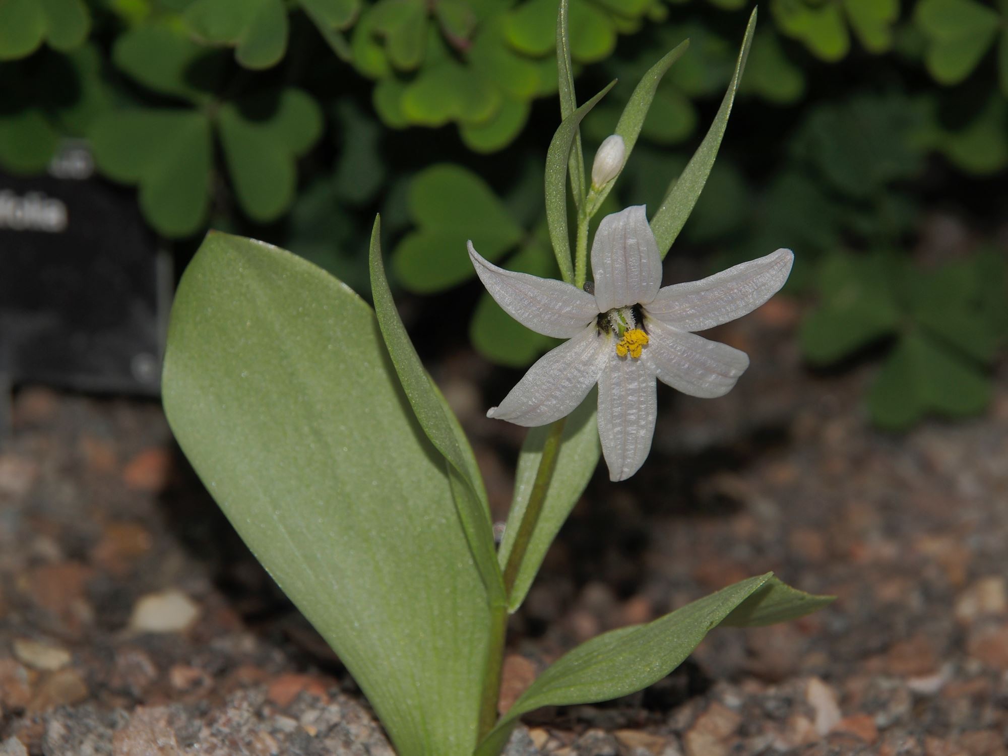 Image of Fritillaria stenanthera