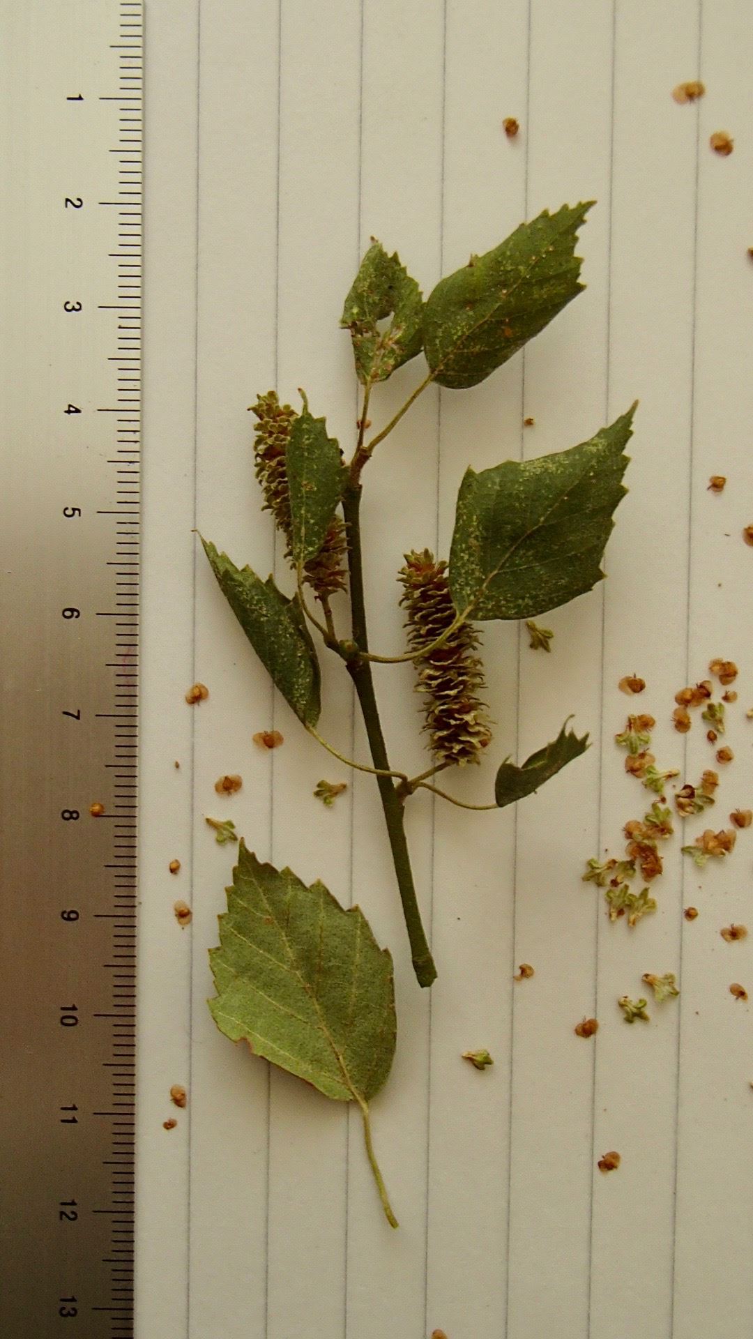 Image of Betula pubescens var. pumila