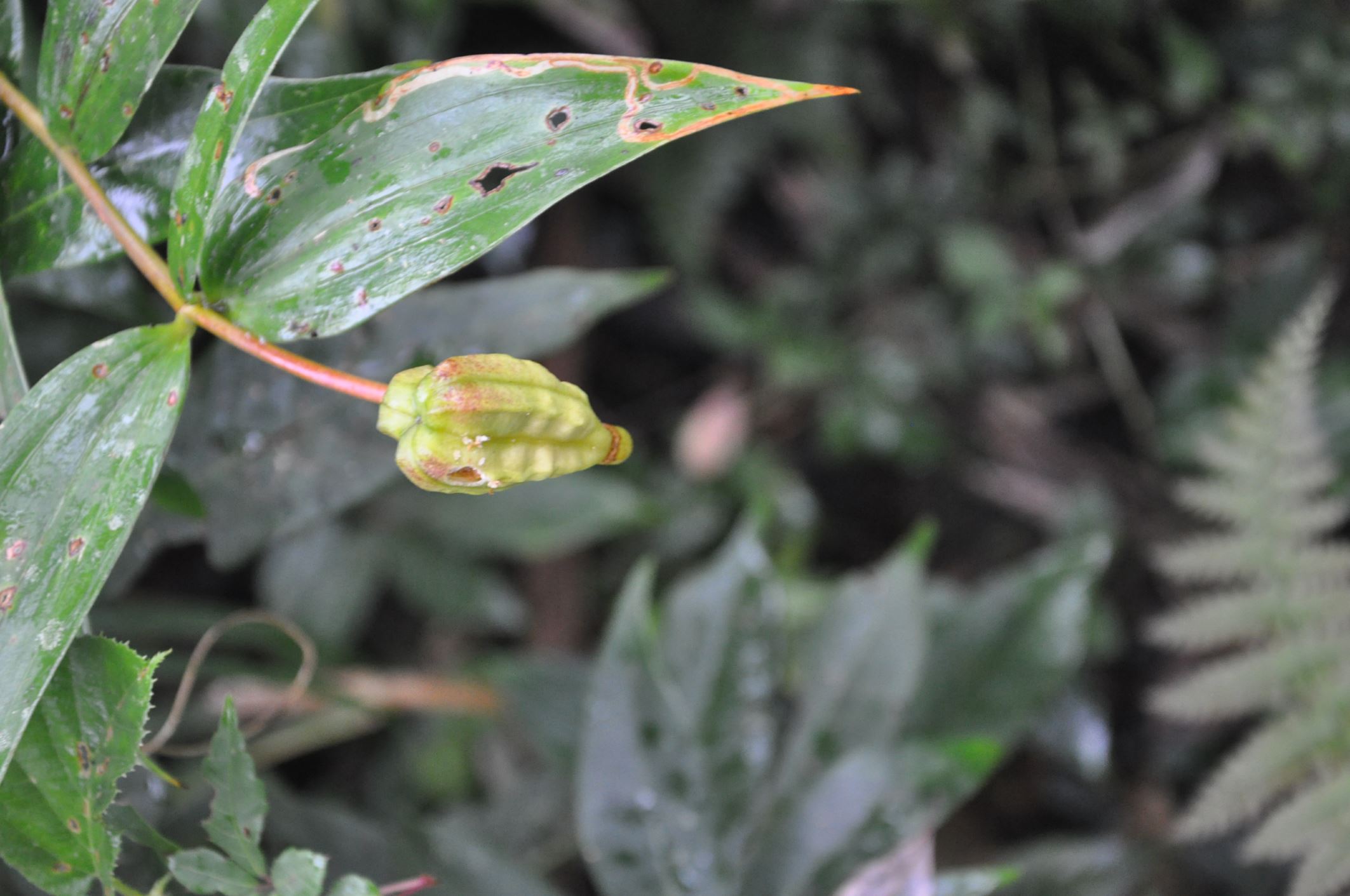 Image of Lilium sp.