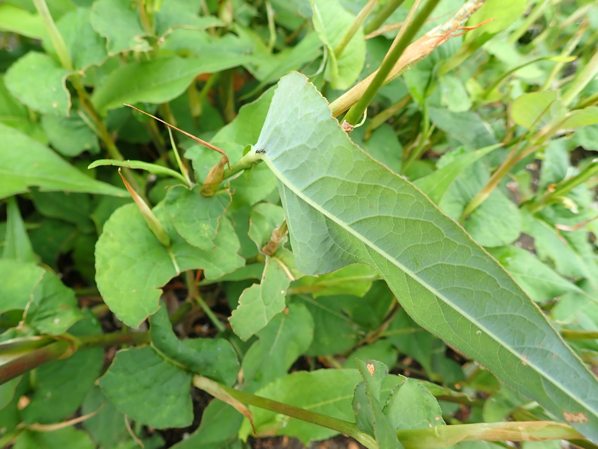 Image of Persicaria weyrichii