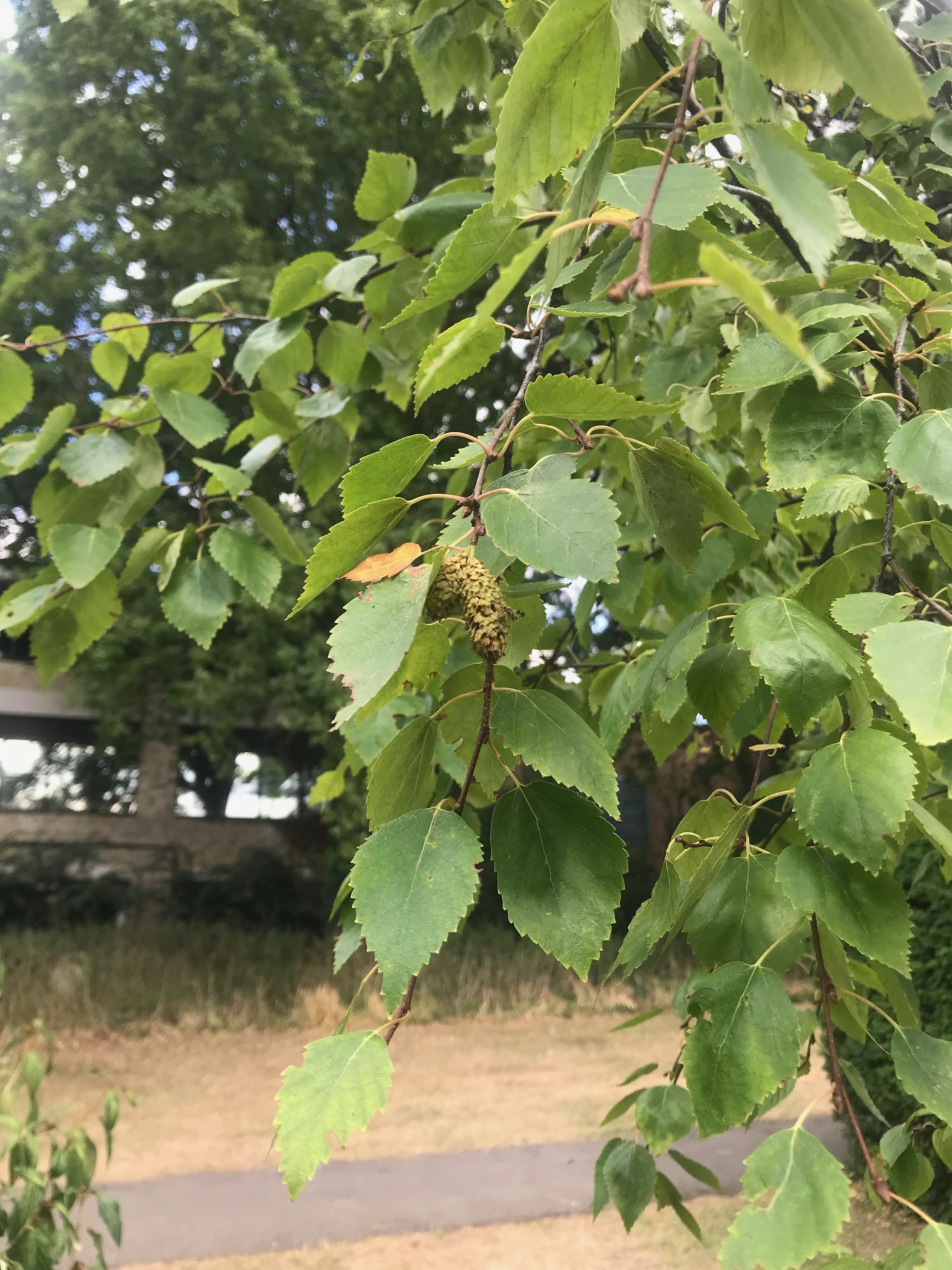 Image of Betula ermanii var. ermanii