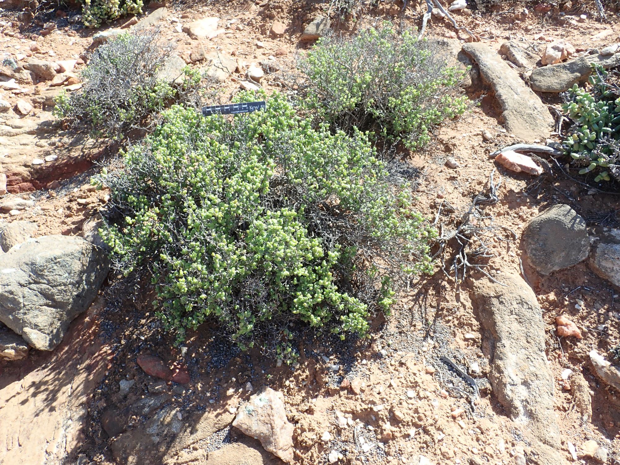Image of Mitrophyllum clivorum