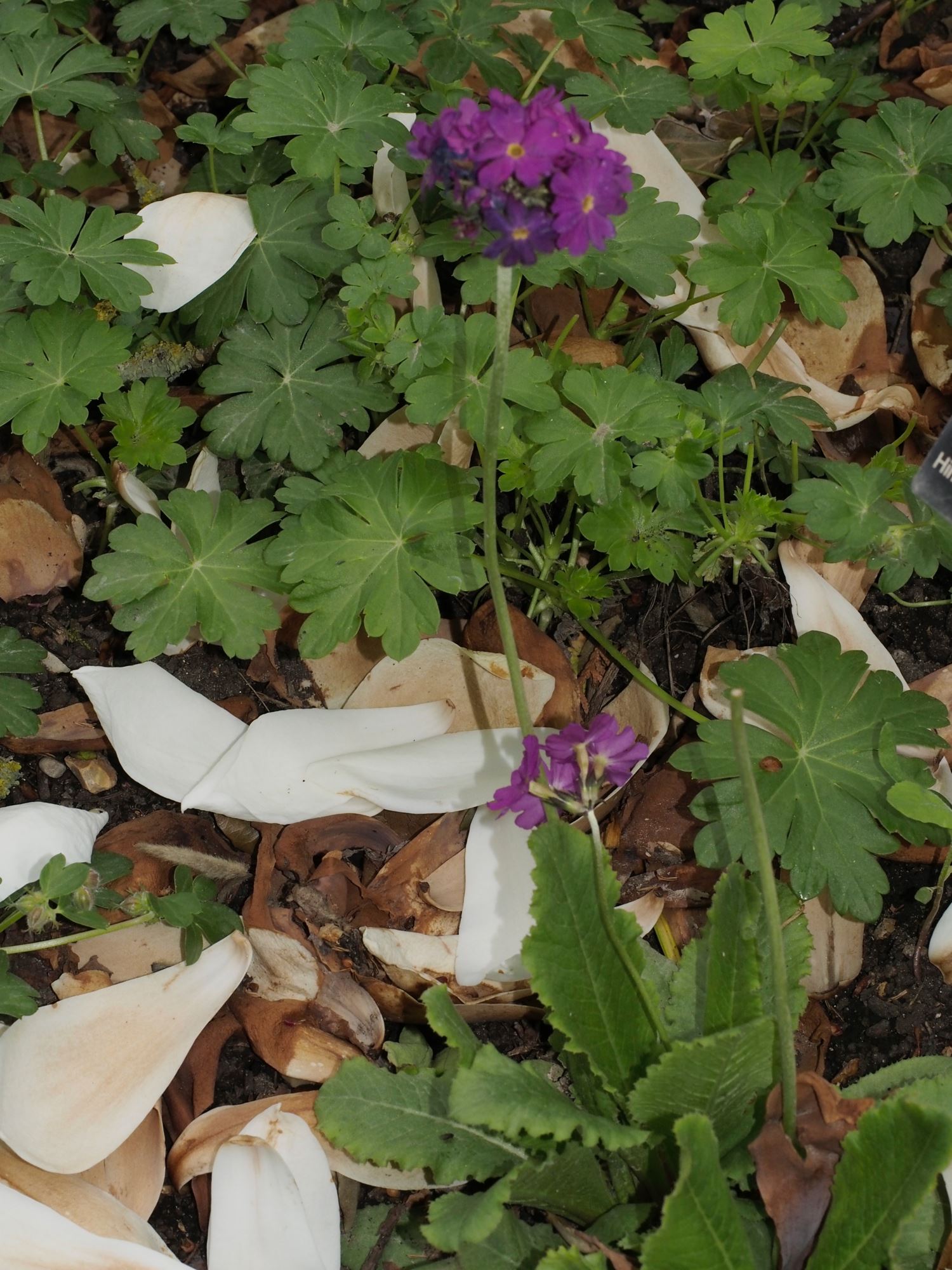 Image of Primula denticulata