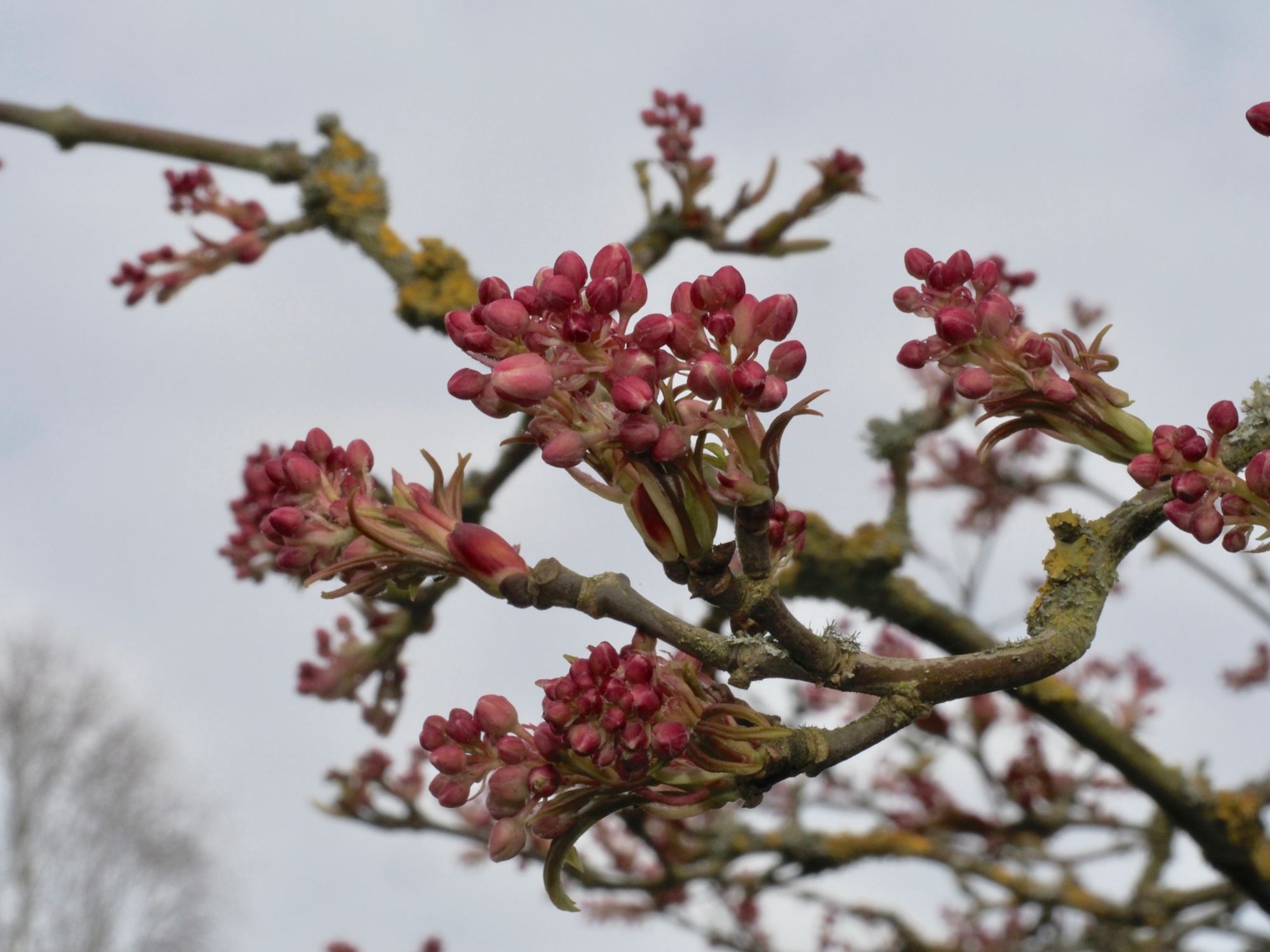 Image of Staphylea holocarpa 'Rosea'