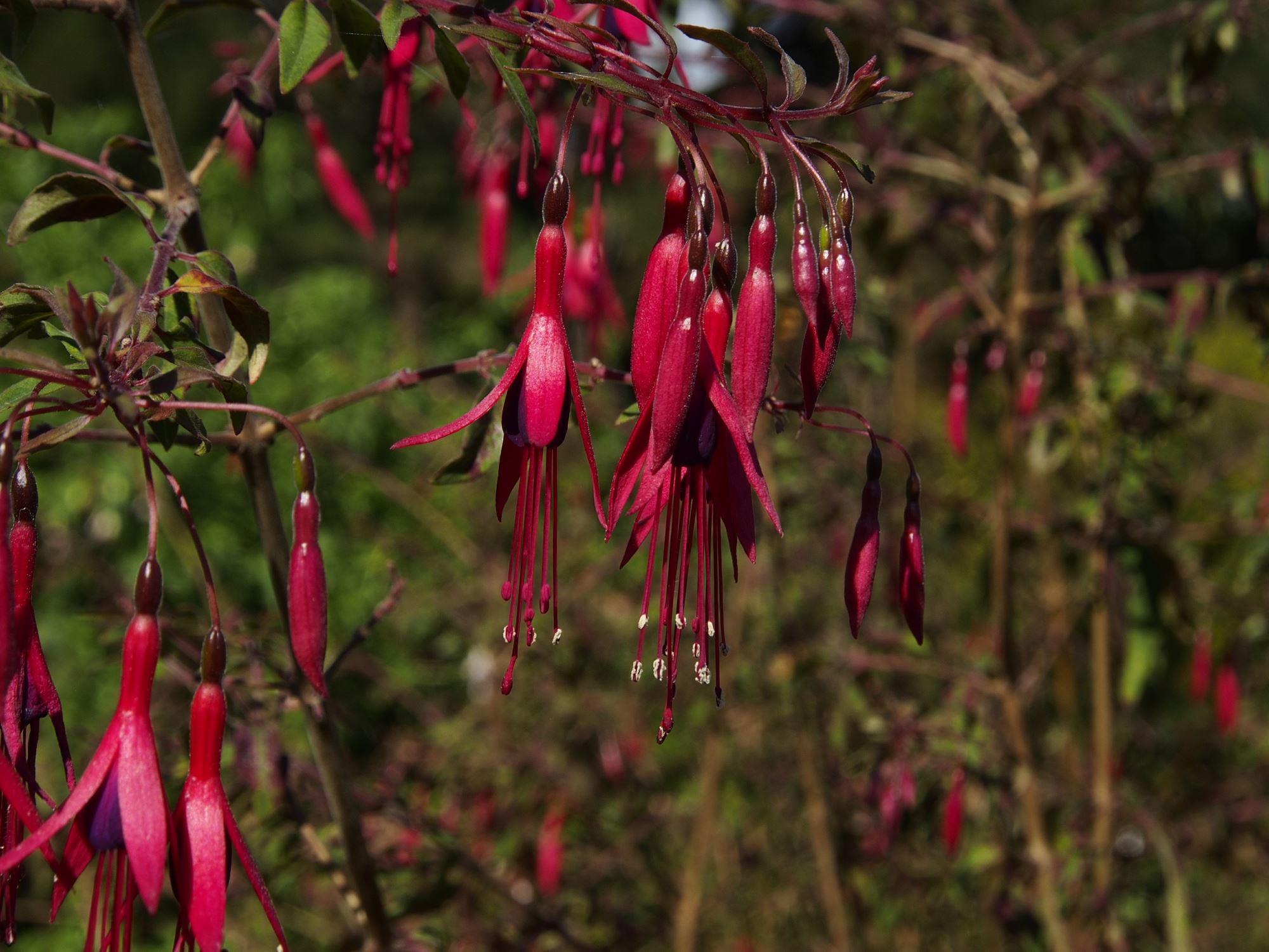 Image of Fuchsia magellanica