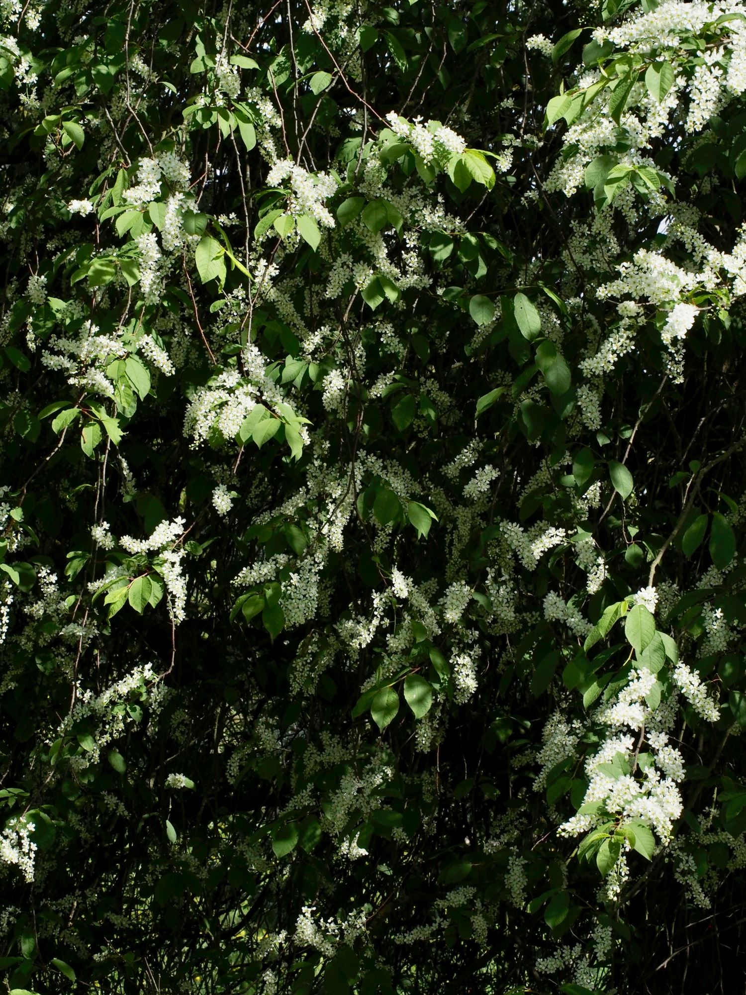 Image of Prunus padus