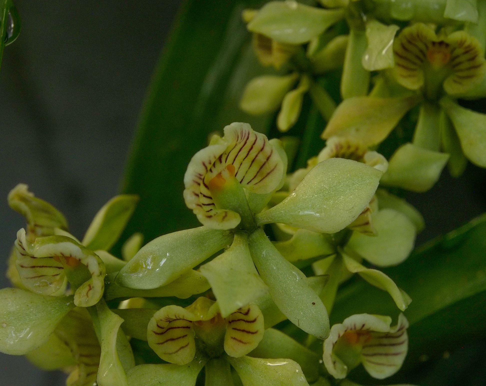 Image of Encyclia radiata