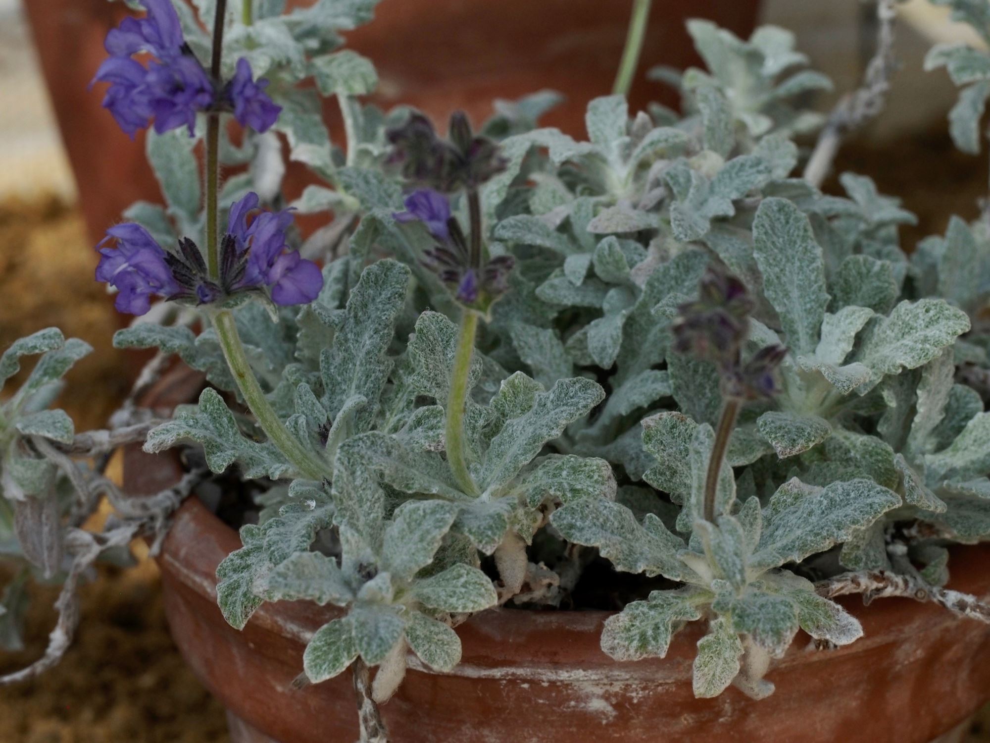 Image of Salvia cyanescens