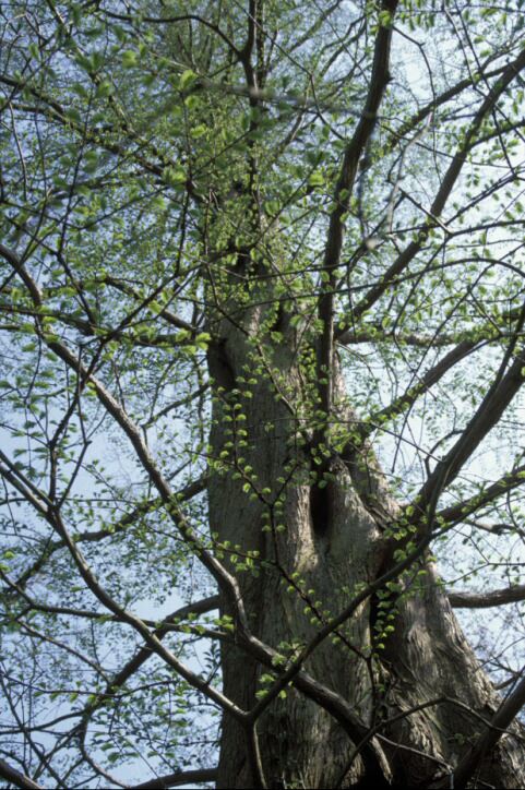 Image of Metasequoia glyptostroboides