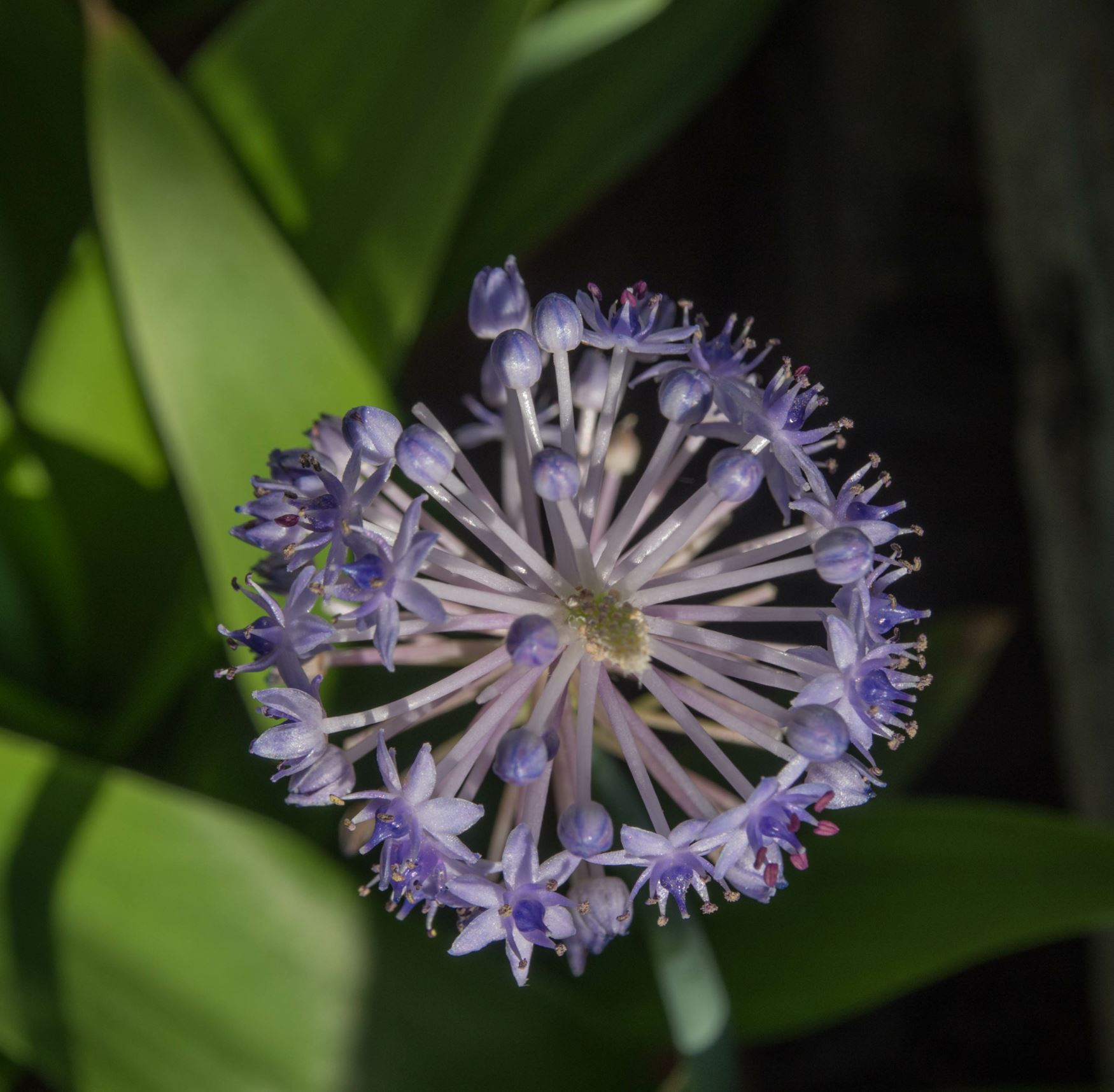 Image of Scilla madeirensis