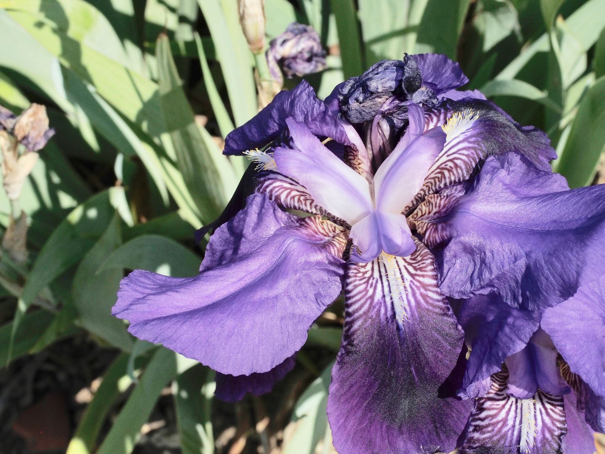 Image of Iris germanica 'Kharput'