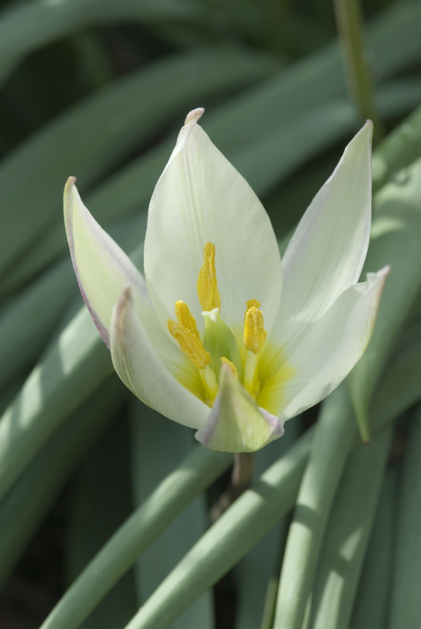 Image of Tulipa primulina