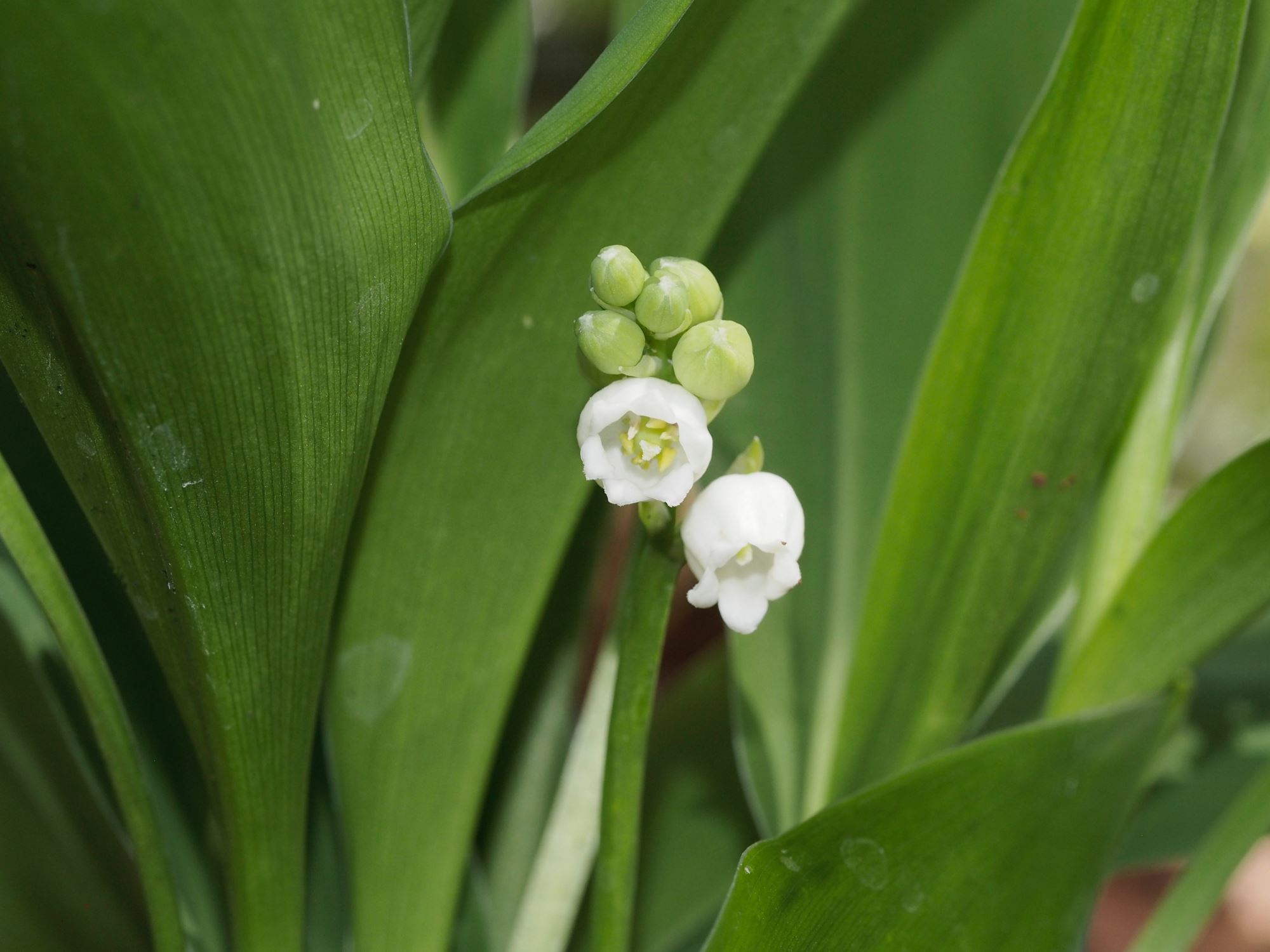 Image of Convallaria majalis
