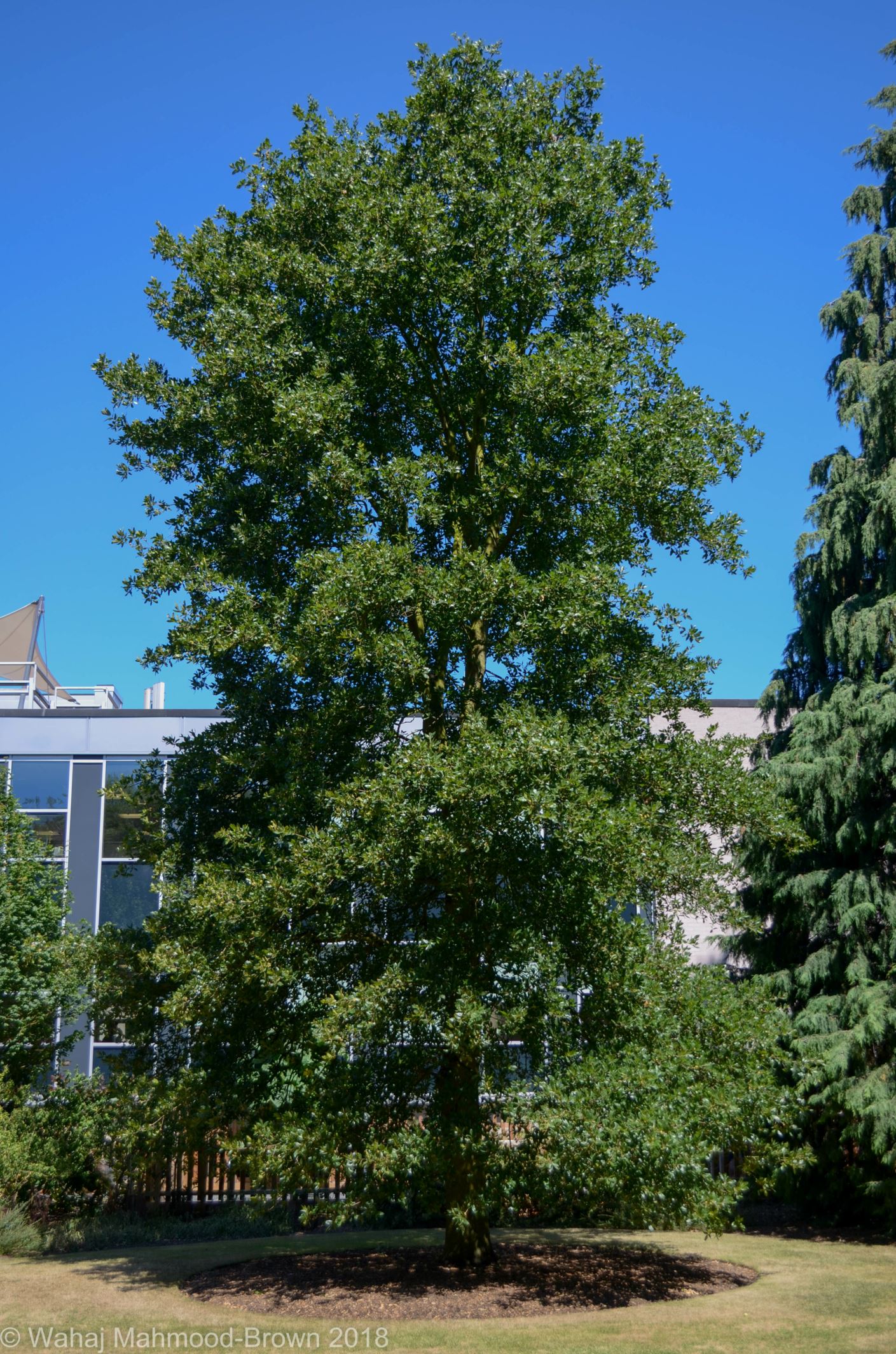 Image of Quercus trojana