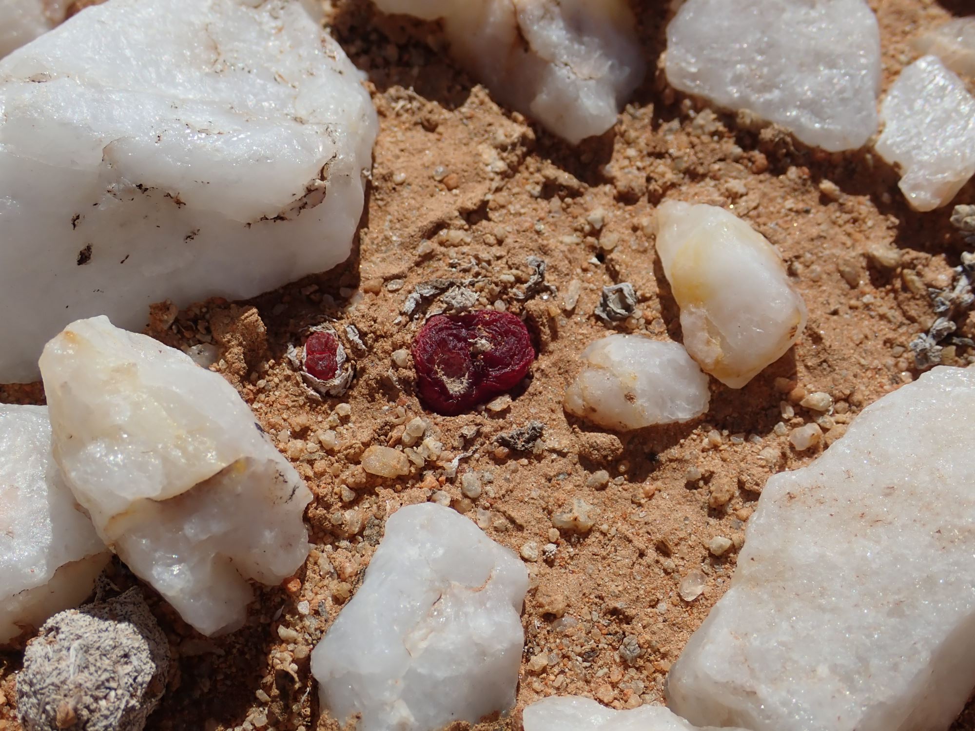 Image of Conophytum maughanii