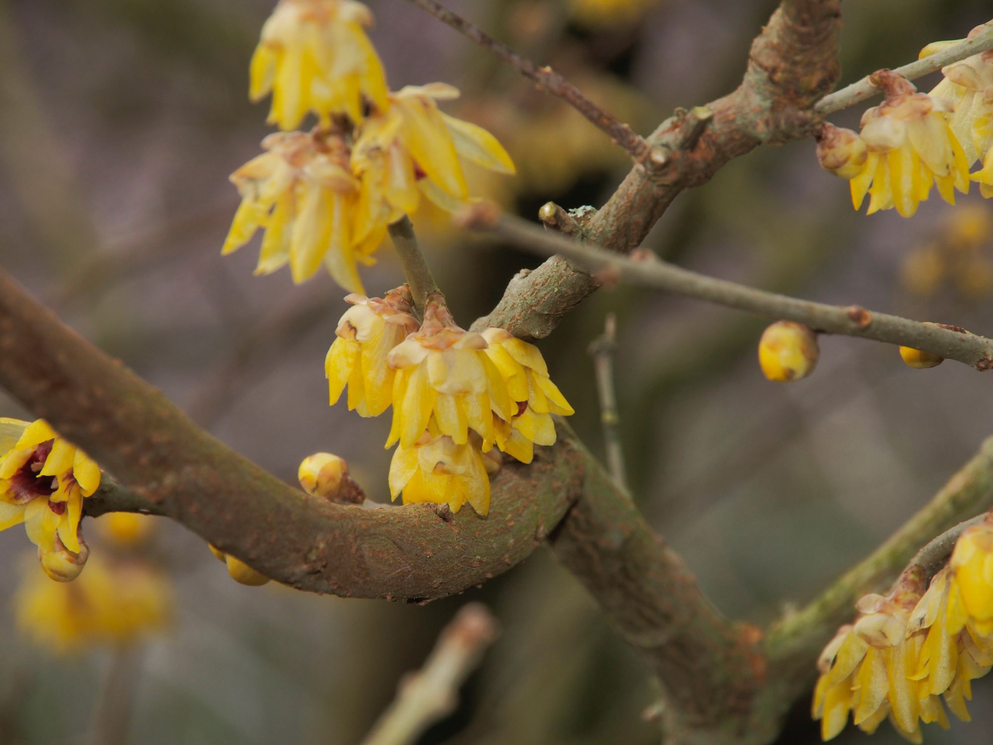 Image of Chimonanthus praecox 'Grandiflorus'