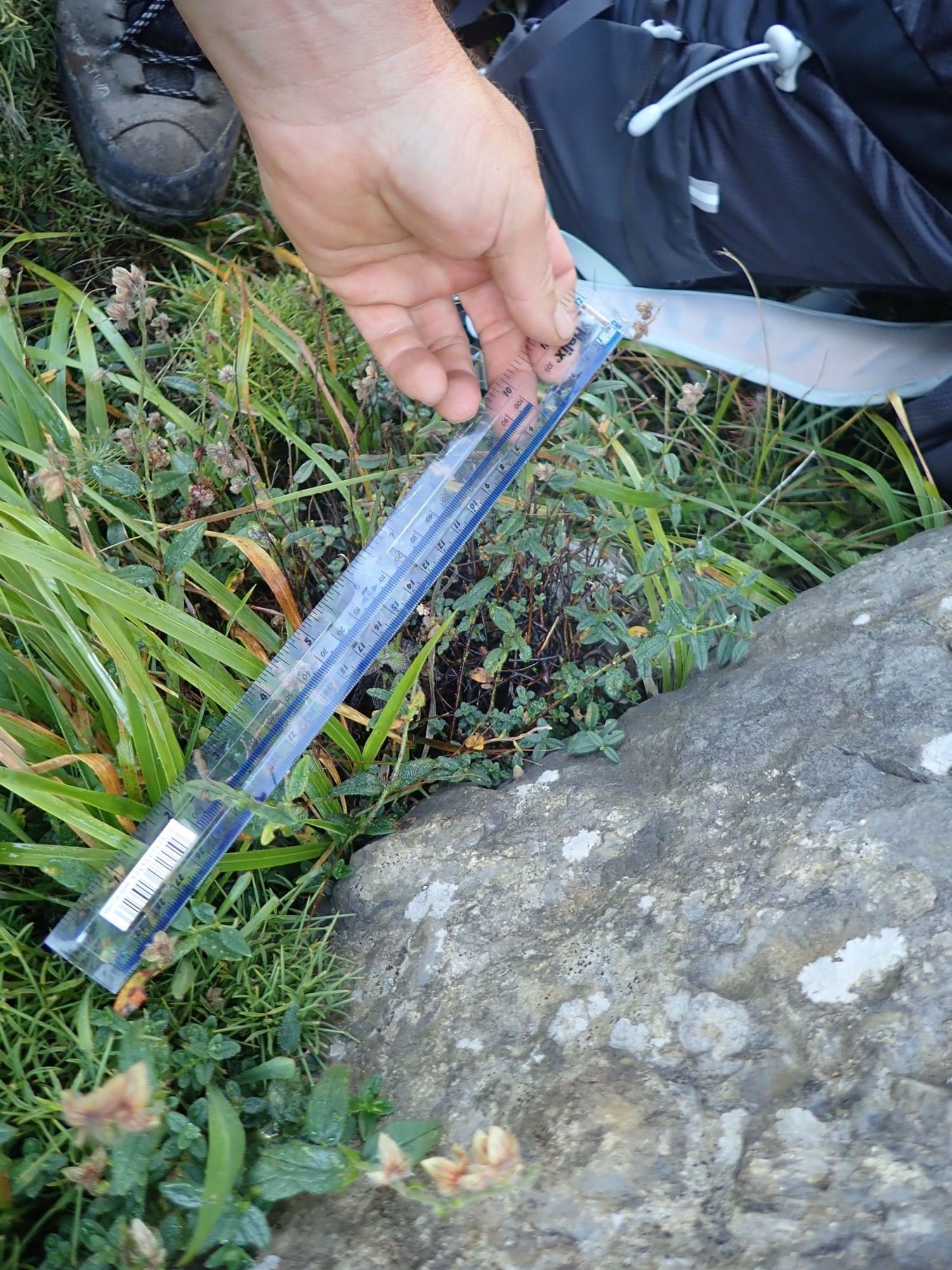 Image of Helianthemum nummularium var. pyrenaicum